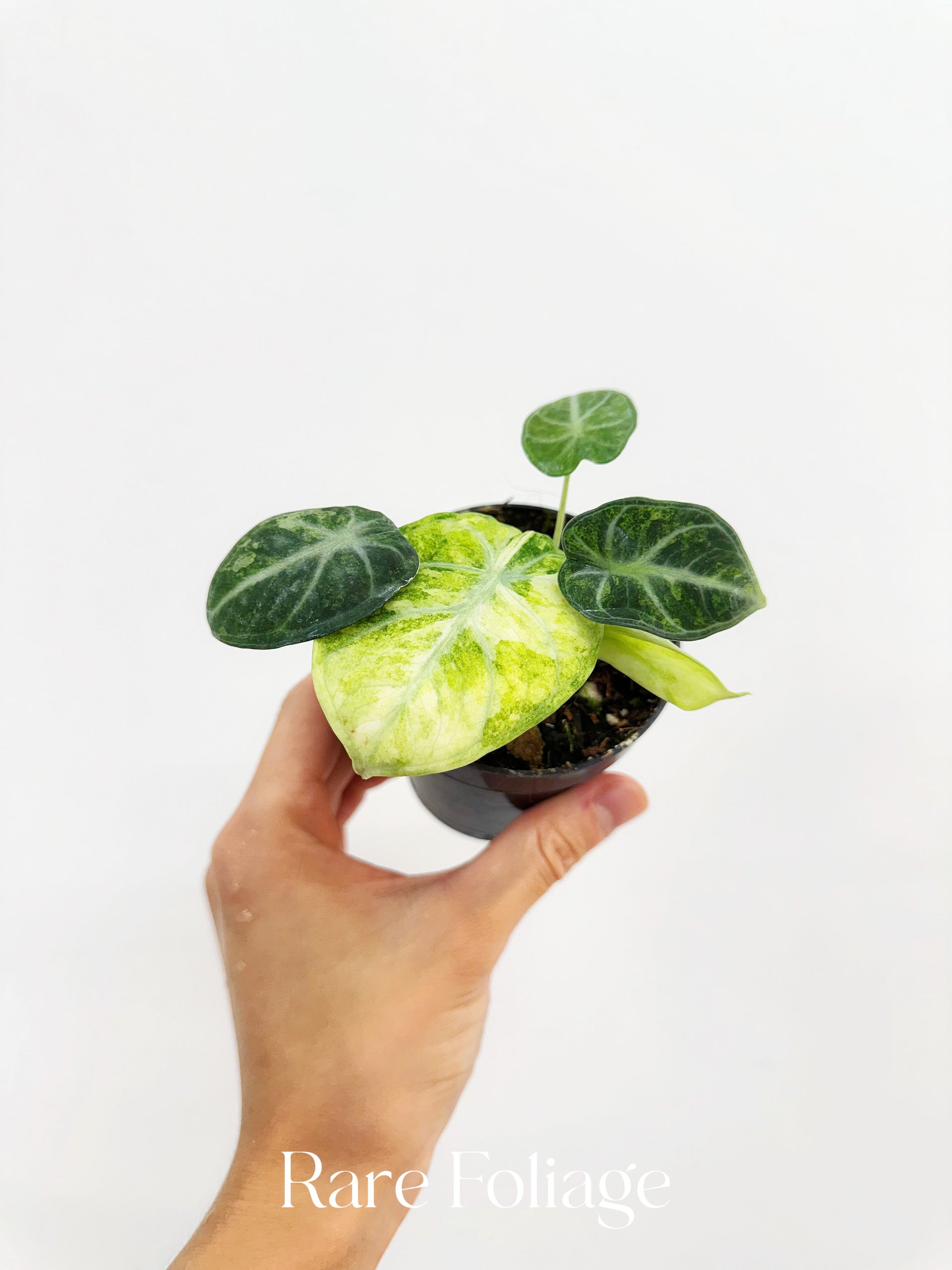 その他観葉植物 Alocasia Black Velvet ninja splash NO4 Alocasia Black Velvet Ninja Splash – FloristaPearl Garden