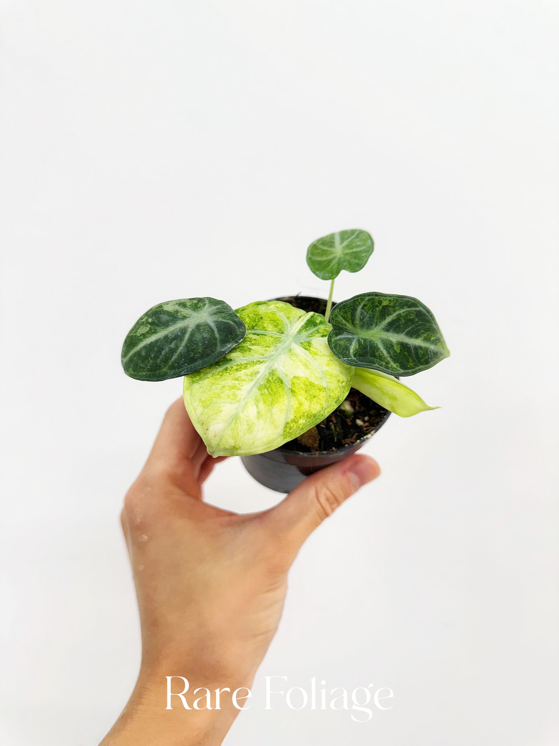 その他観葉植物 Alocasia Black Velvet ninja splash NO4 Alocasia Black Velvet Ninja Splash – FloristaPearl Garden