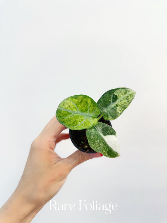Alocasia Ninja Tricolor Variegated 3’’