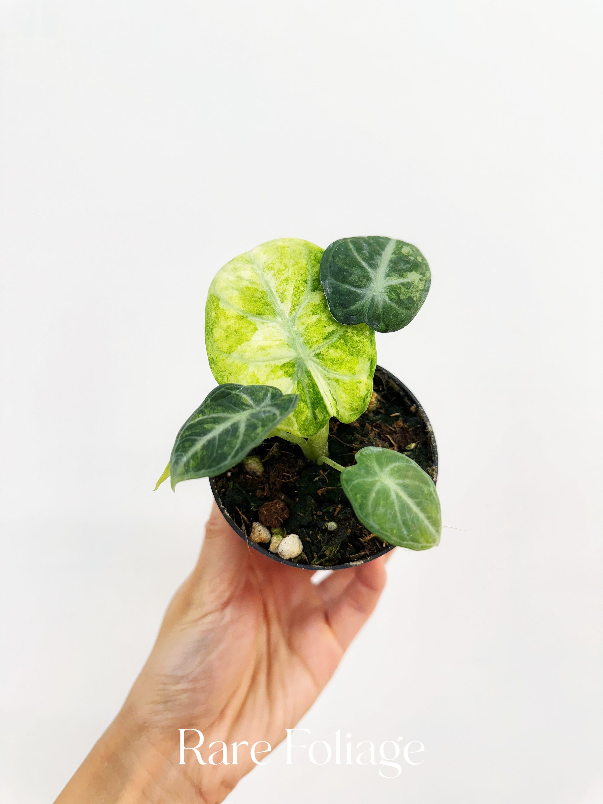 Alocasia Ninja Tricolor Variegated 3