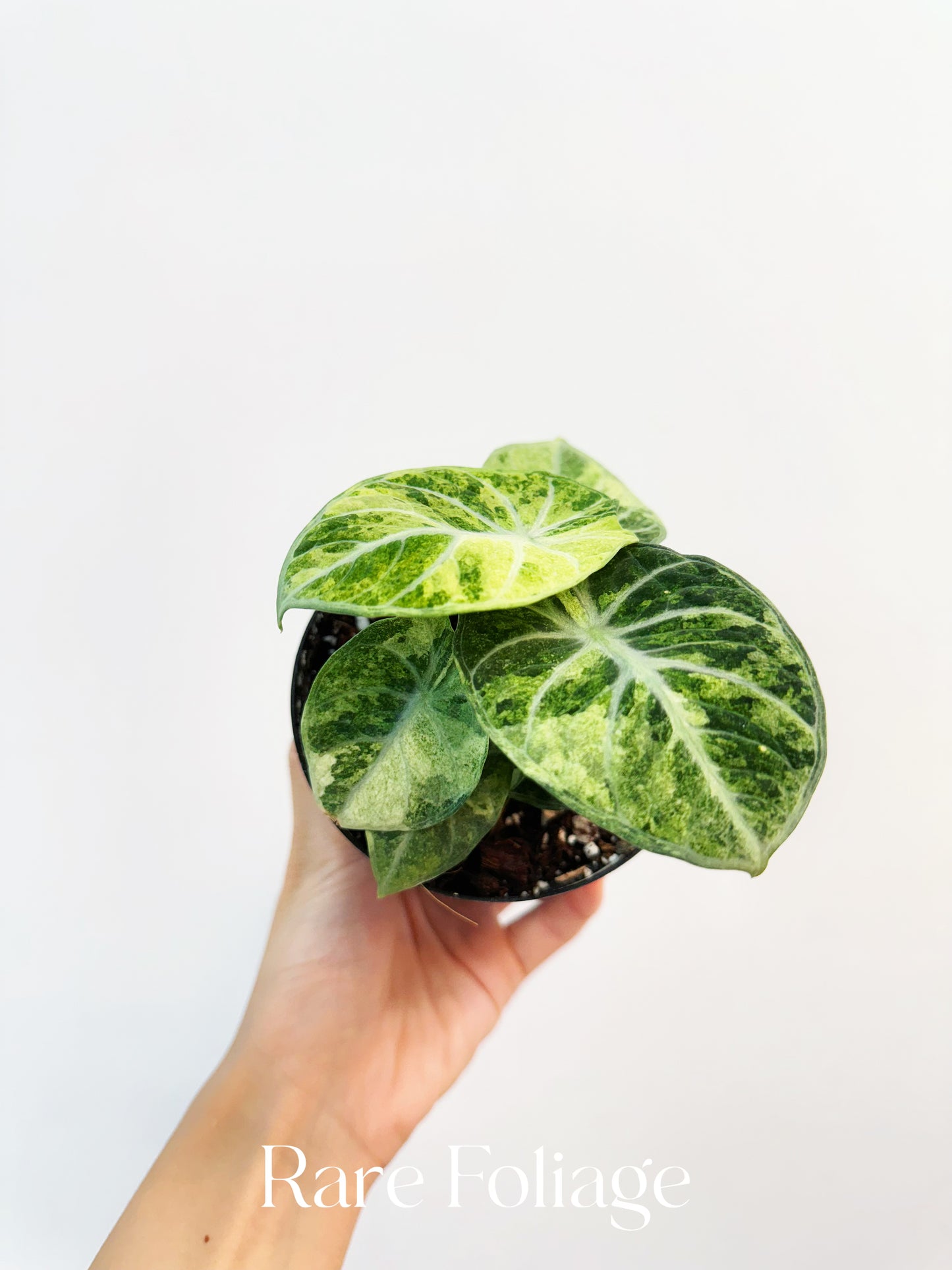 『SALE』Alocasia Ninja Tricolor (TC) 【8-2】 Alocasia Ninja Tricolor Variegated 4