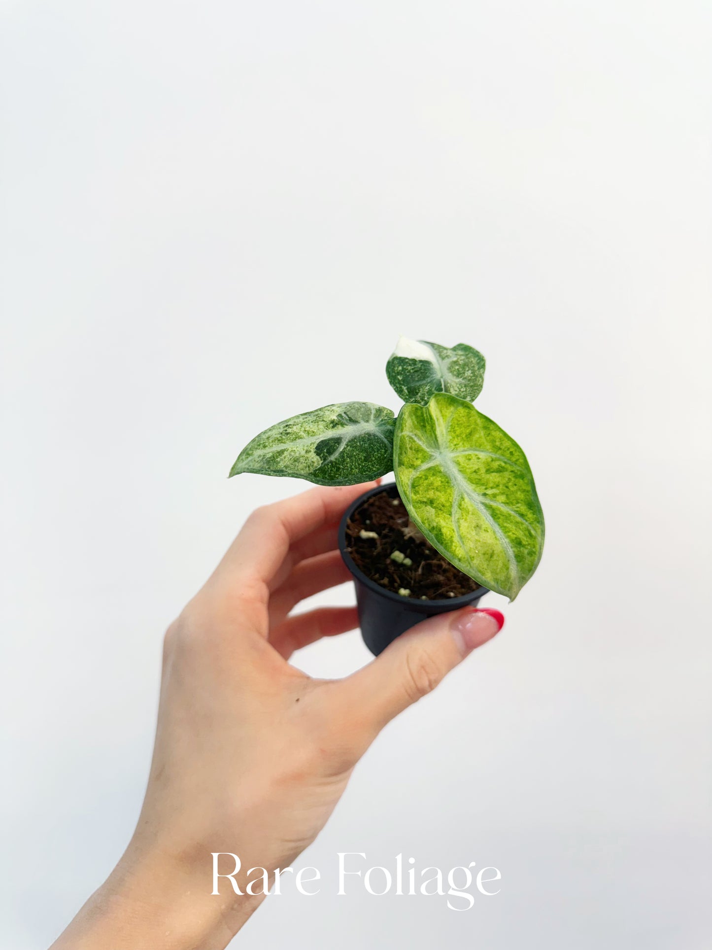 Alocasia Ninja Tricolor Variegated 3’’