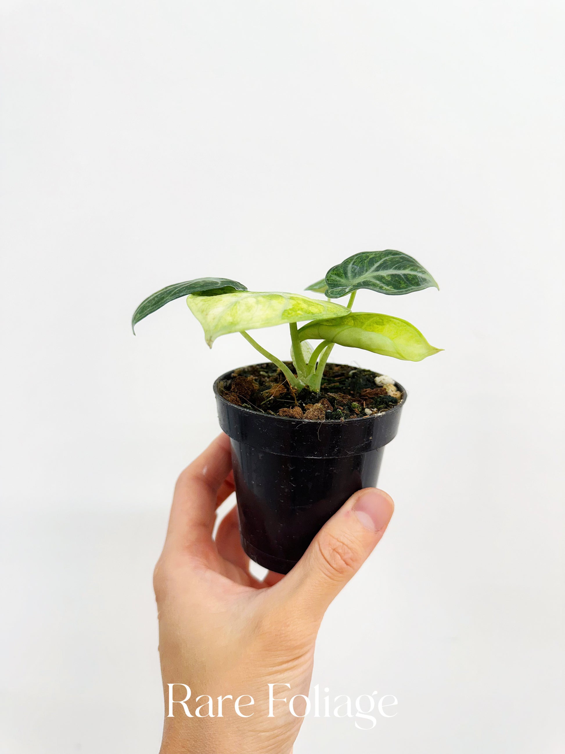 Alocasia Ninja Tricolor Variegated 3