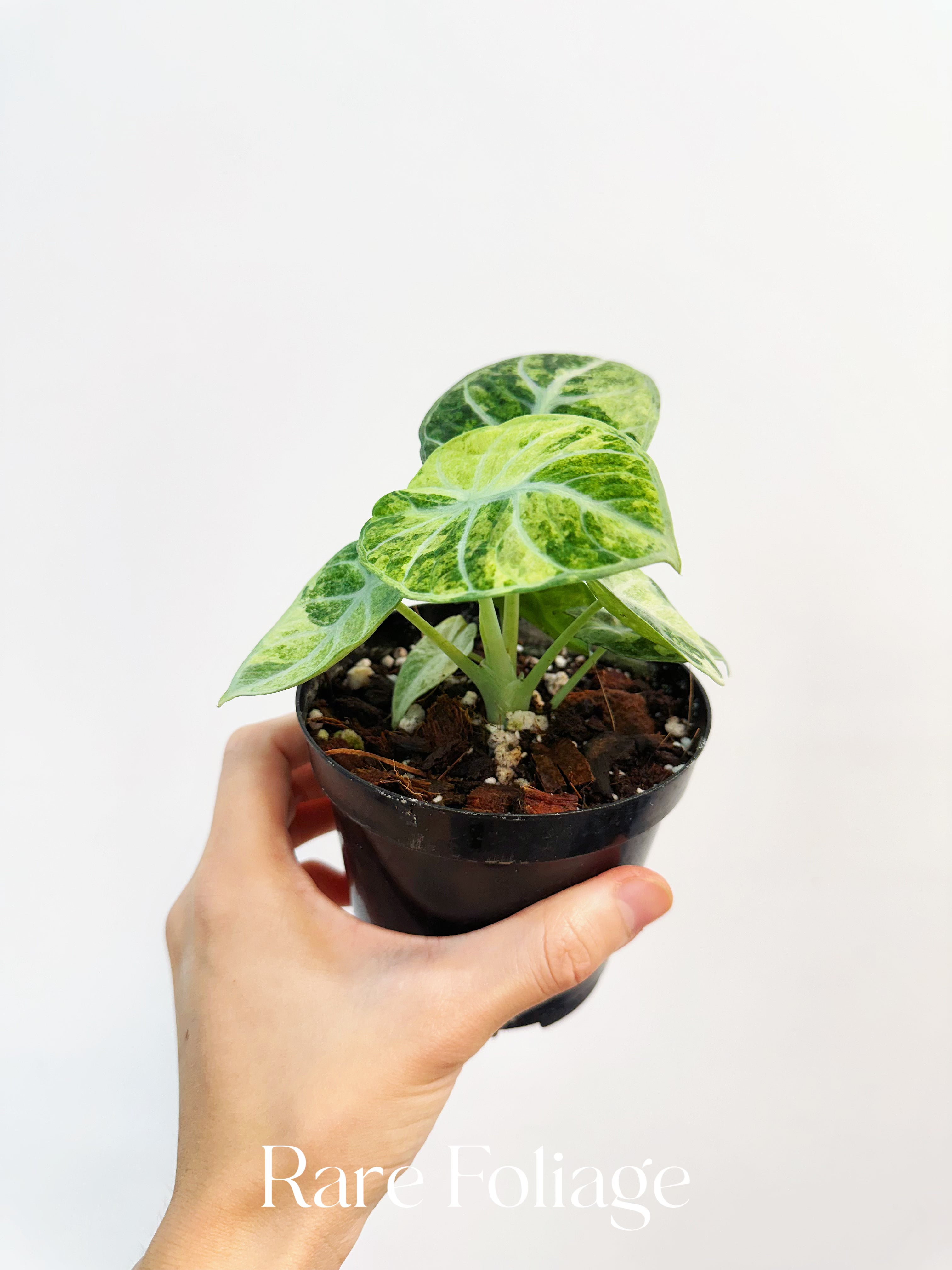 Alocasia Ninja Tricolor Variegated - Thumbnail 4