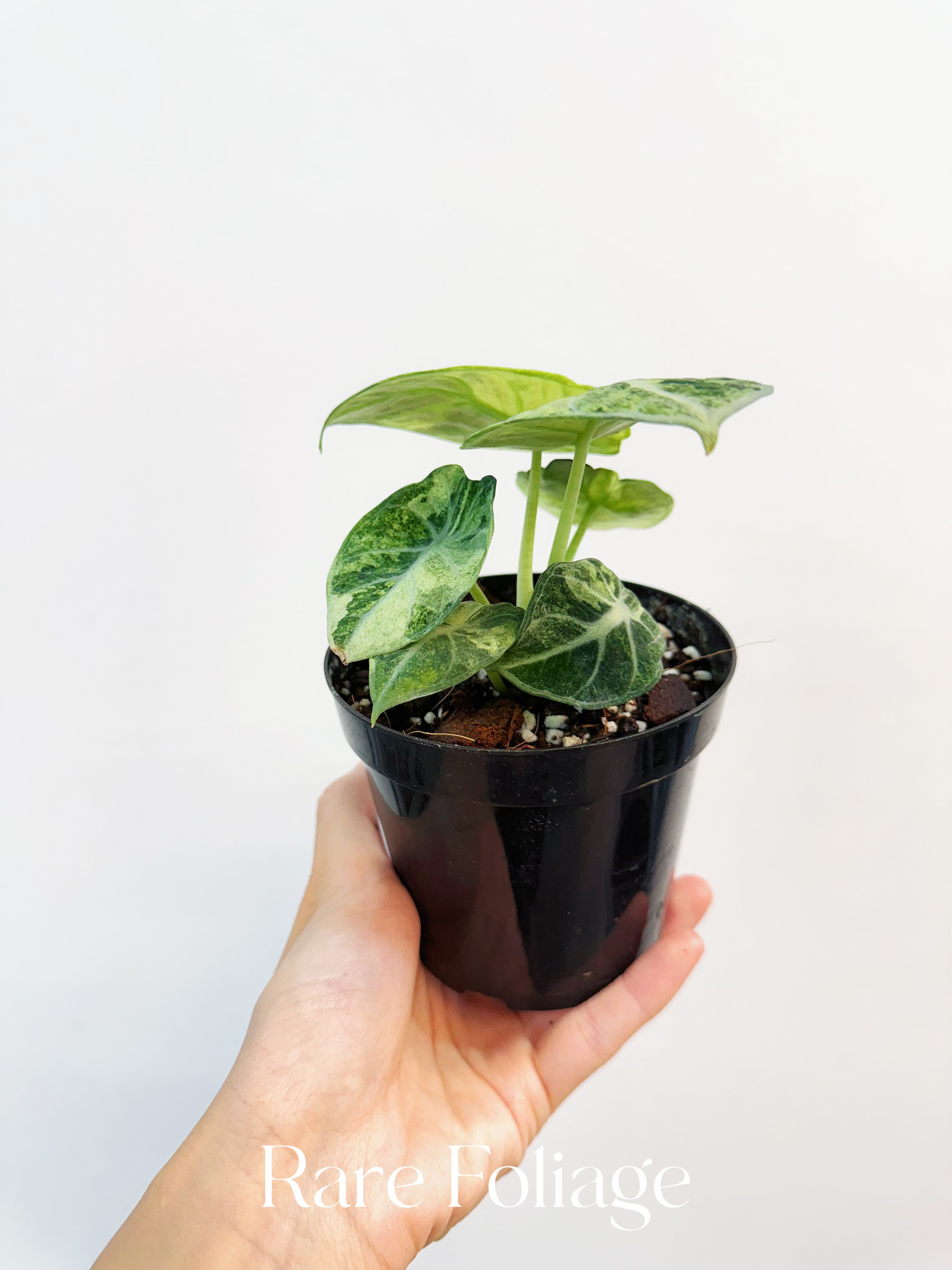 Alocasia Ninja Tricolor Variegated - Thumbnail 2