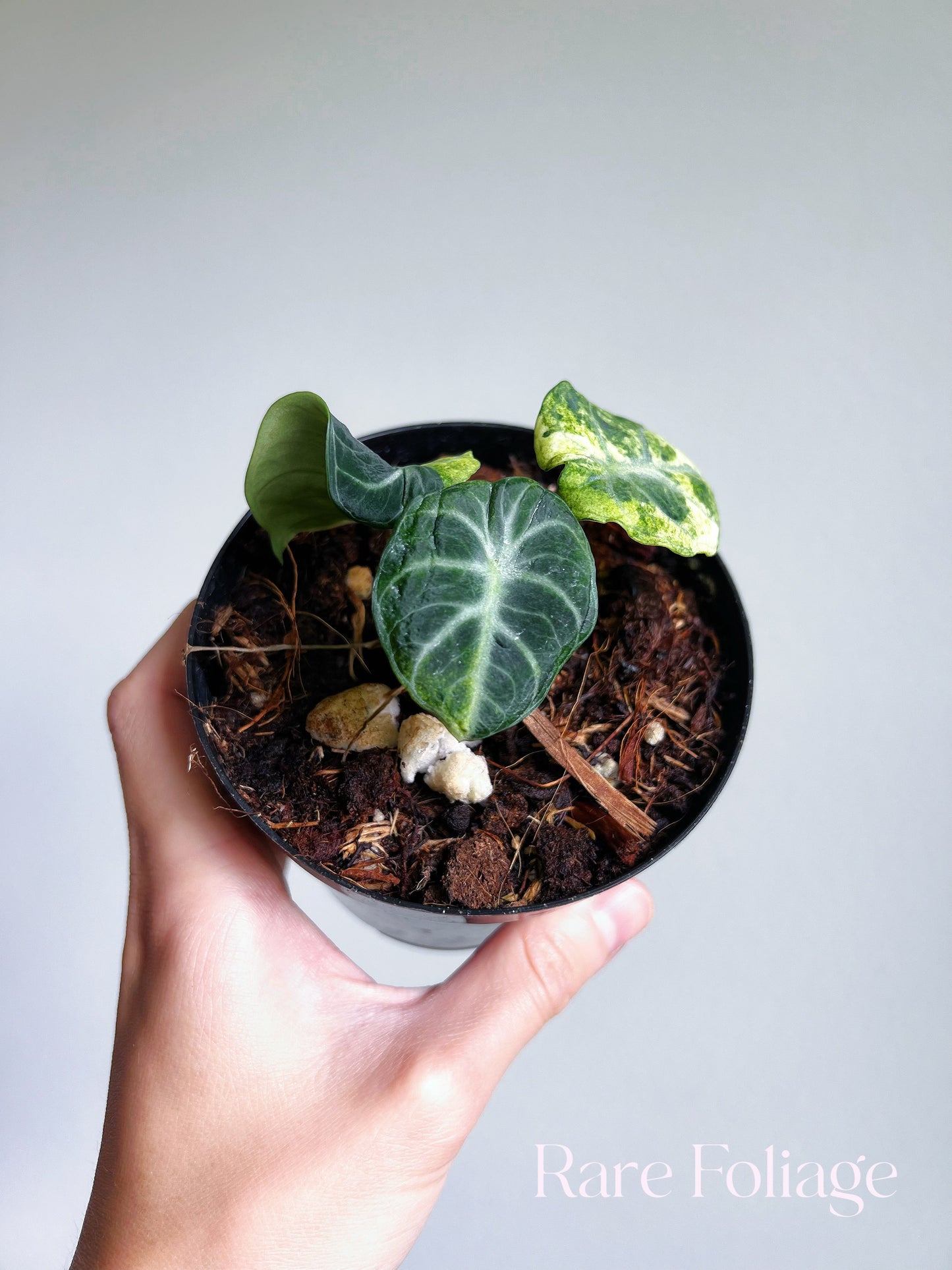 Alocasia Ninja Variegated 3” Exact Plant