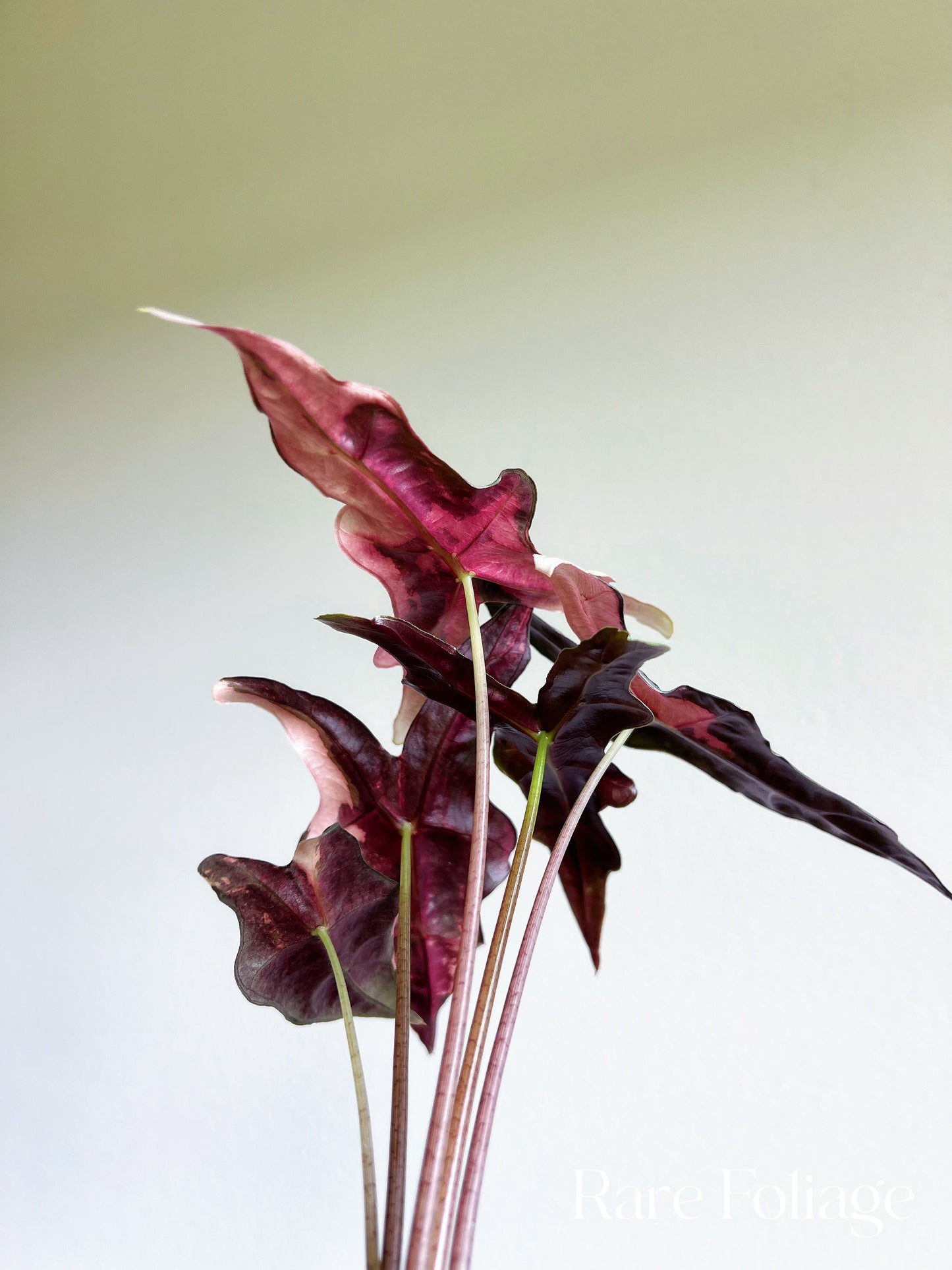 Alocasia Nobillis Pink Variegated 4”