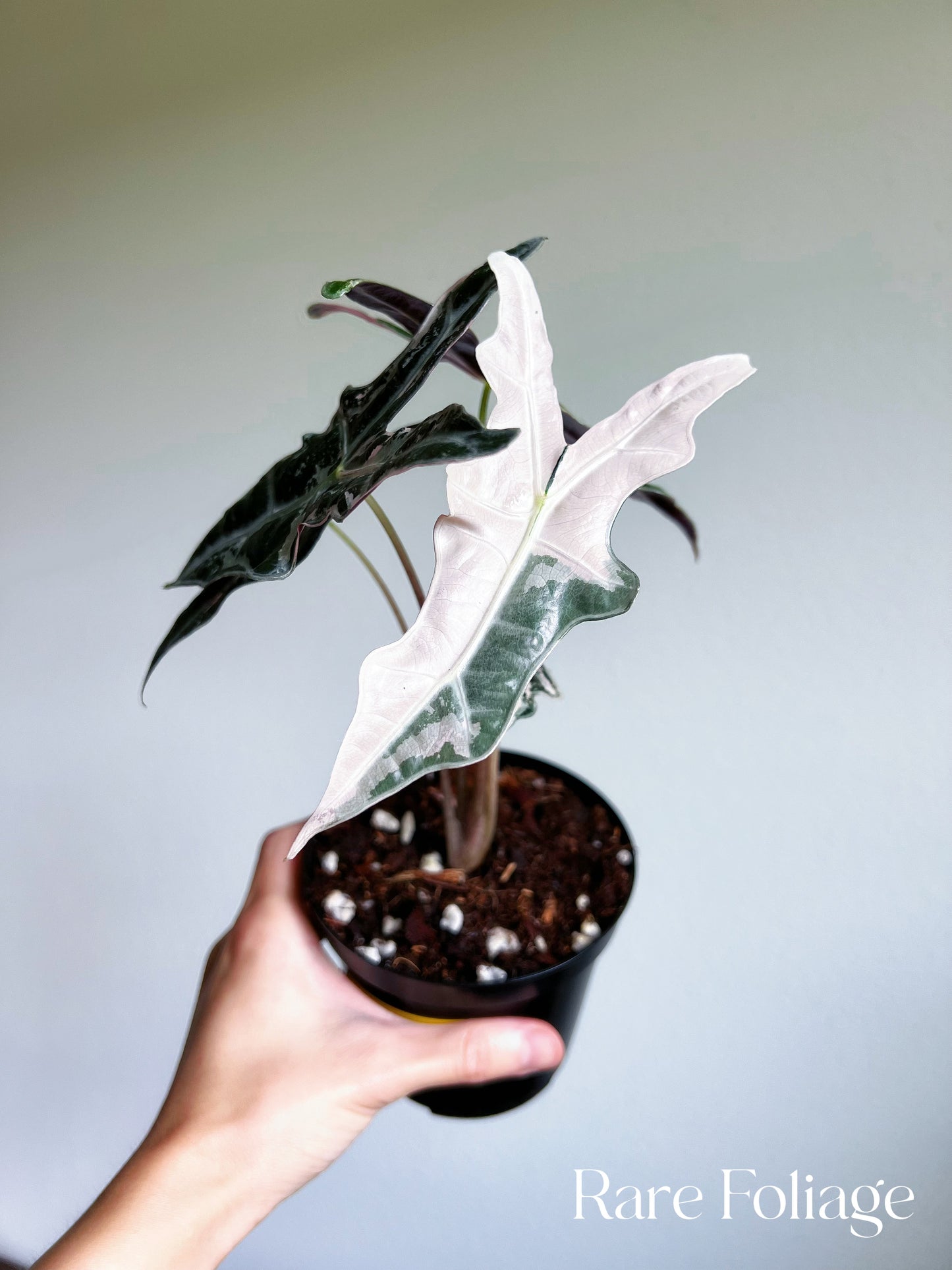 Alocasia Nobillis Pink Variegated 4”