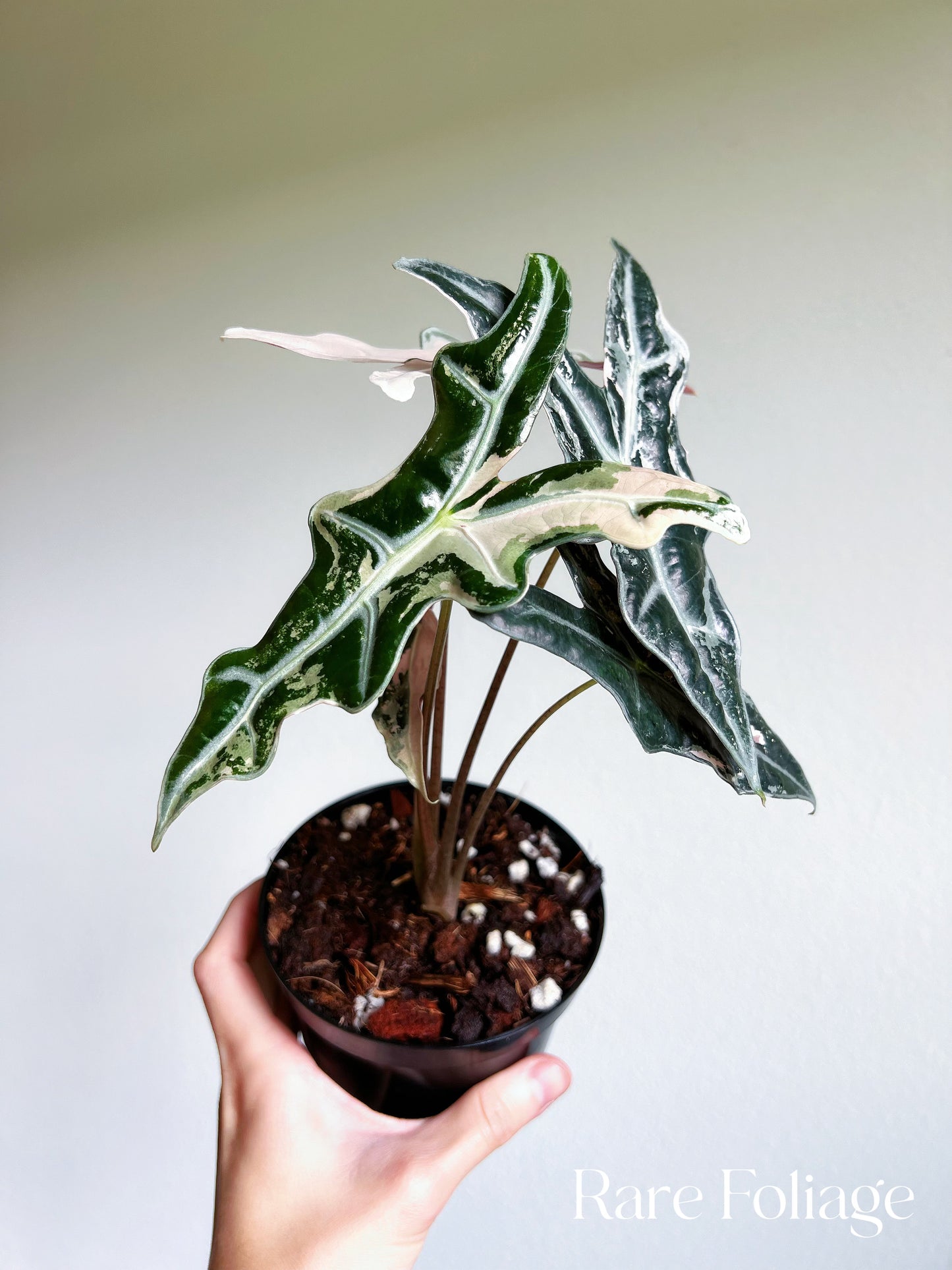 Alocasia Nobillis Pink Variegated 4”