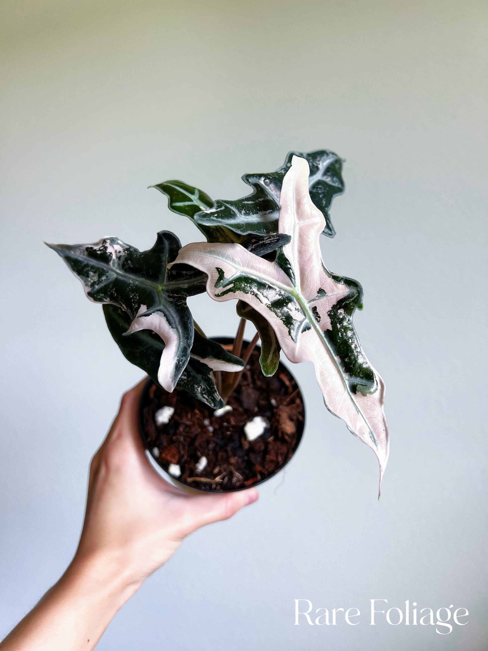 Alocasia Nobillis Pink Variegated (Tissue Culture) – Rare Foliage