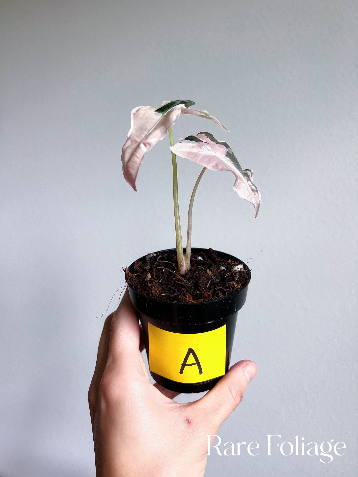 Alocasia Nobillis Pink Variegated 3”