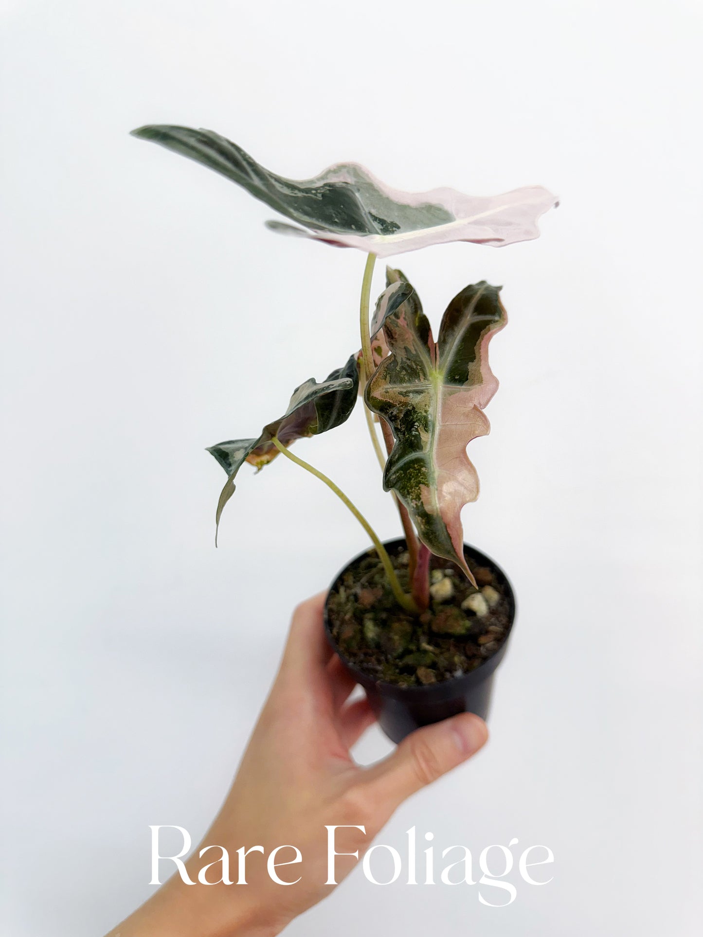 Alocasia Nobillis Pink Variegated 3 Alocasia Nobillis Pink Variegated 3