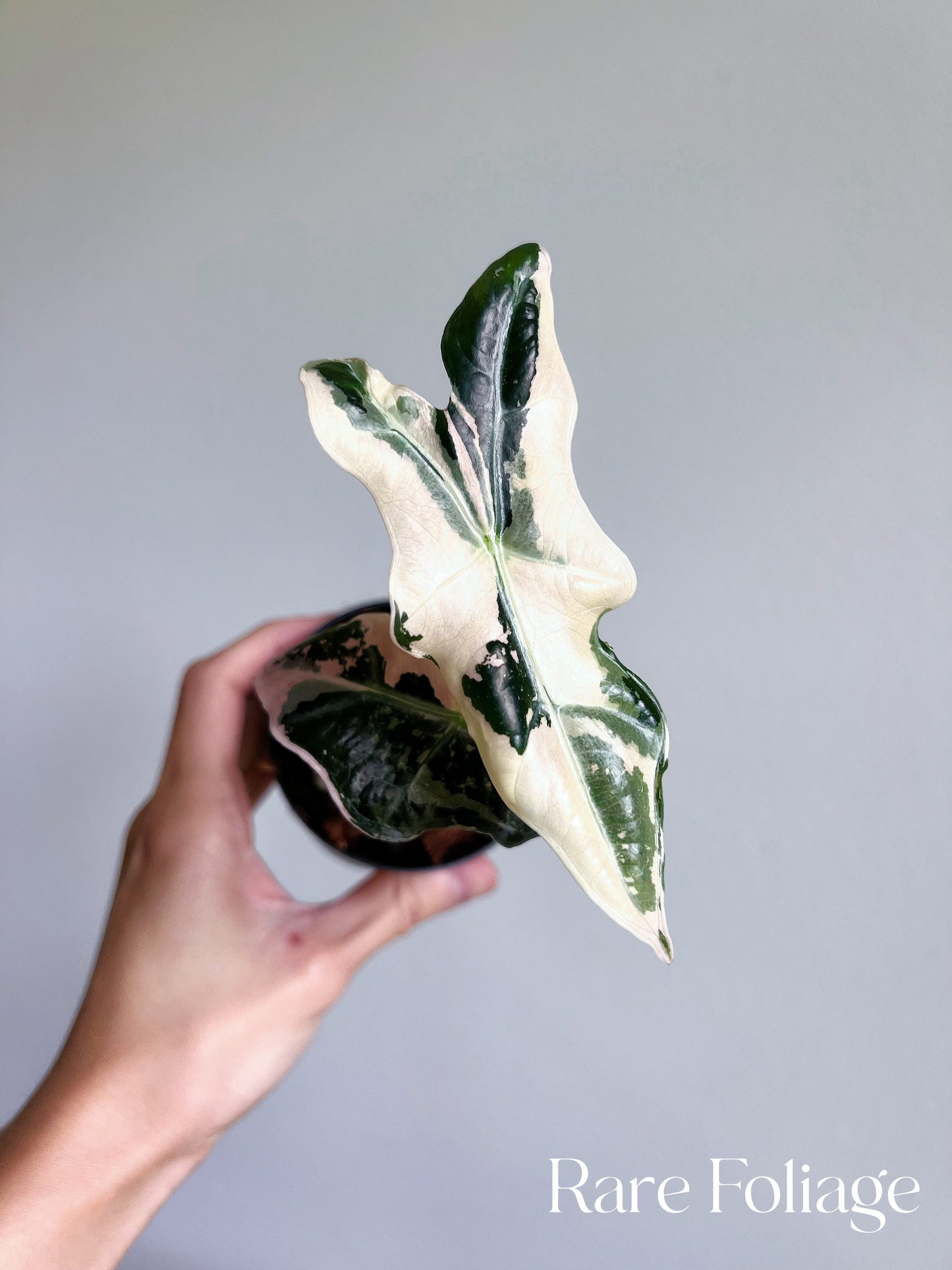 Alocasia Nobillis Pink Variegated 3”