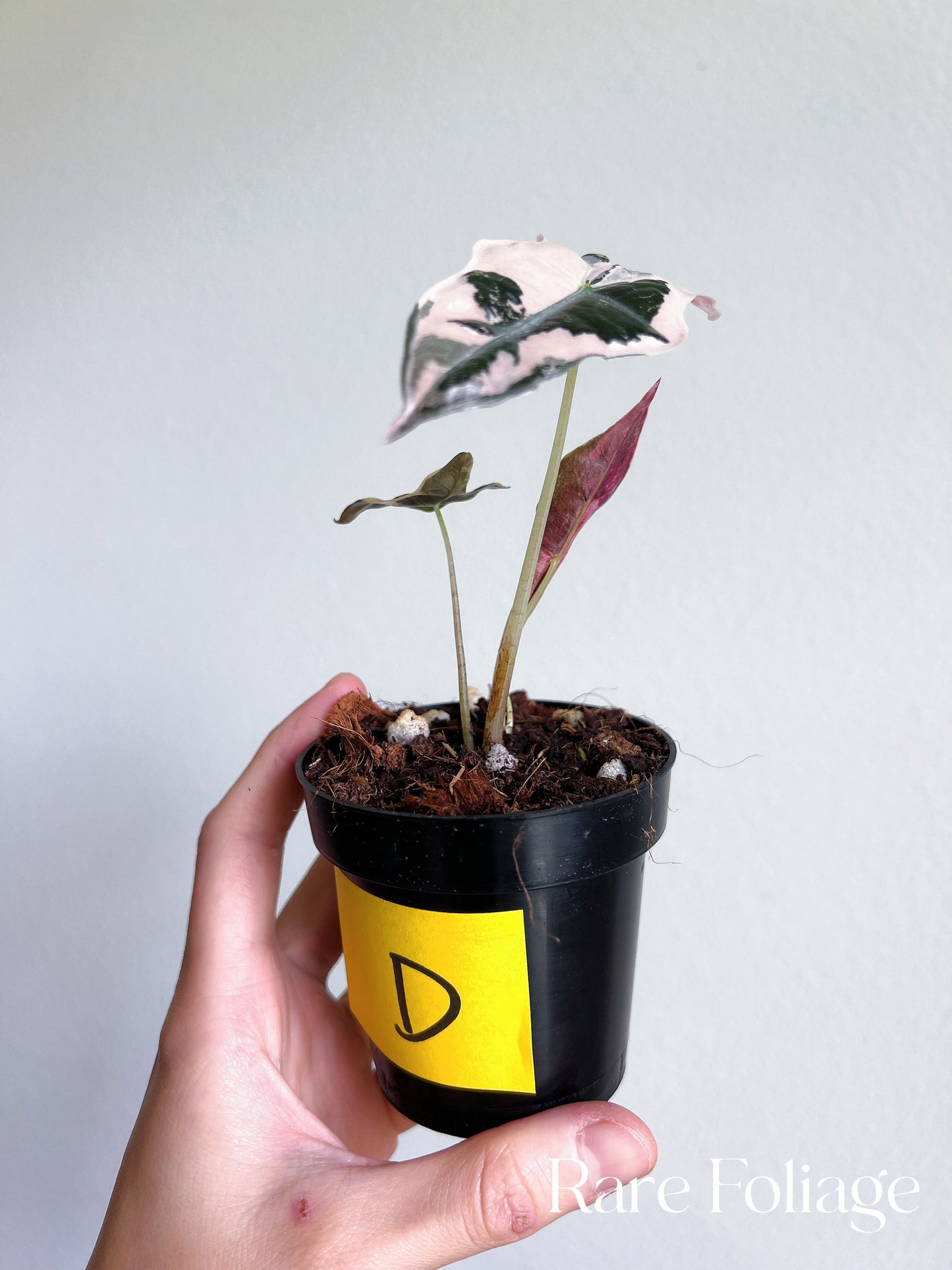 Alocasia Nobillis Pink Variegated 3”