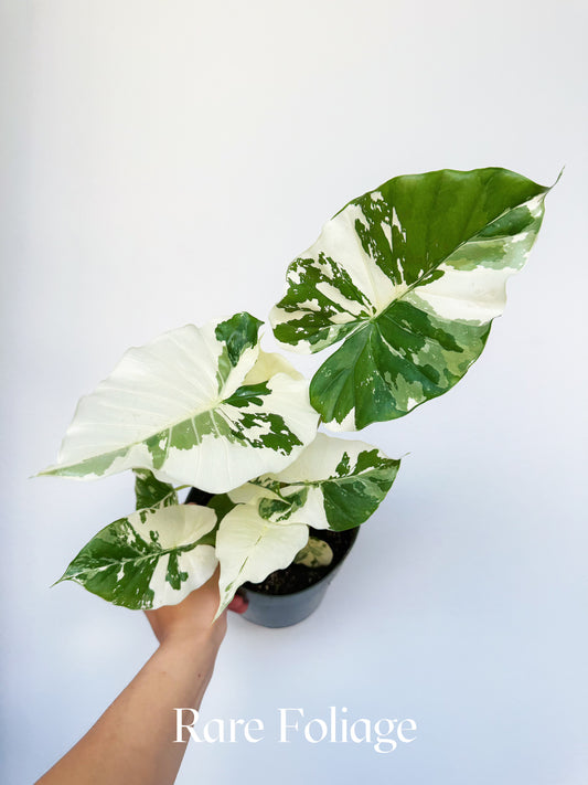 Alocasia Odora Albo Variegated 6"