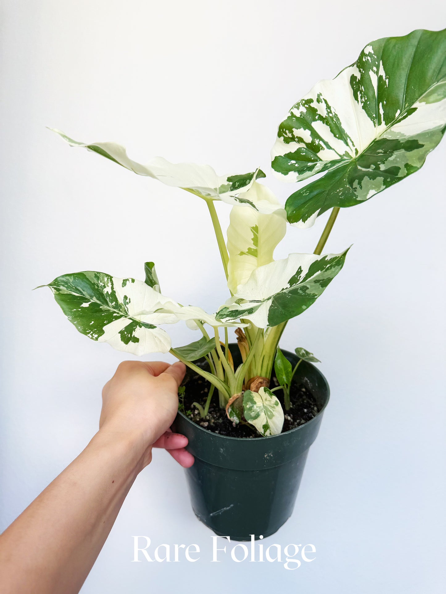 Alocasia Odora Albo Variegated 6"