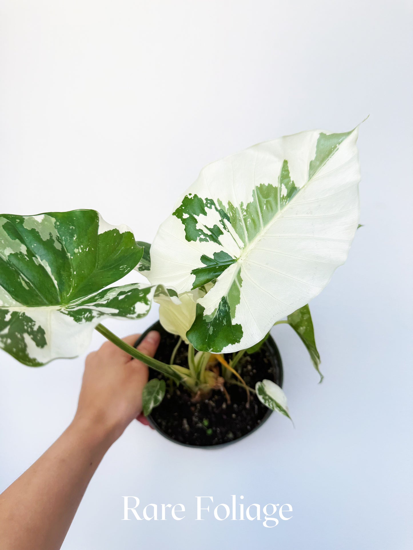 Alocasia Odora Albo Variegated 6"