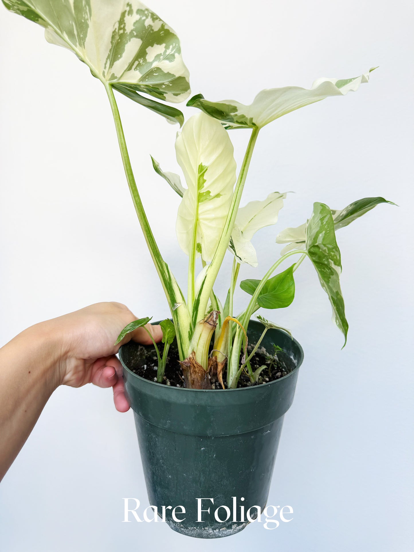 Alocasia Odora Albo Variegated 6"