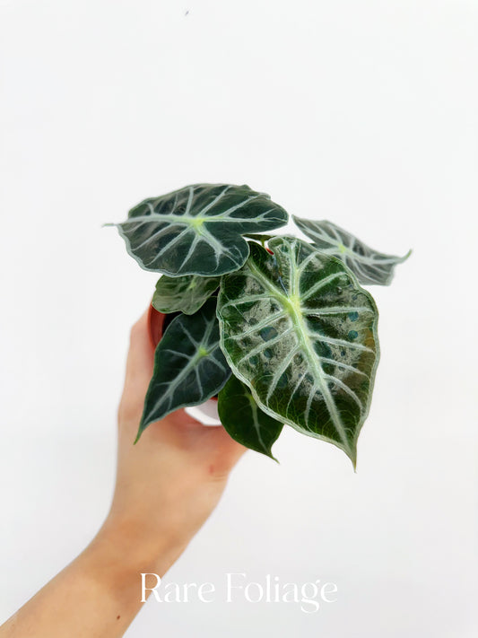 Alocasia Parasol 4"