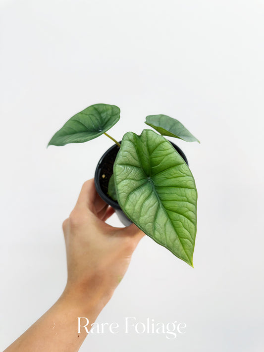 Alocasia Platinum 4"
