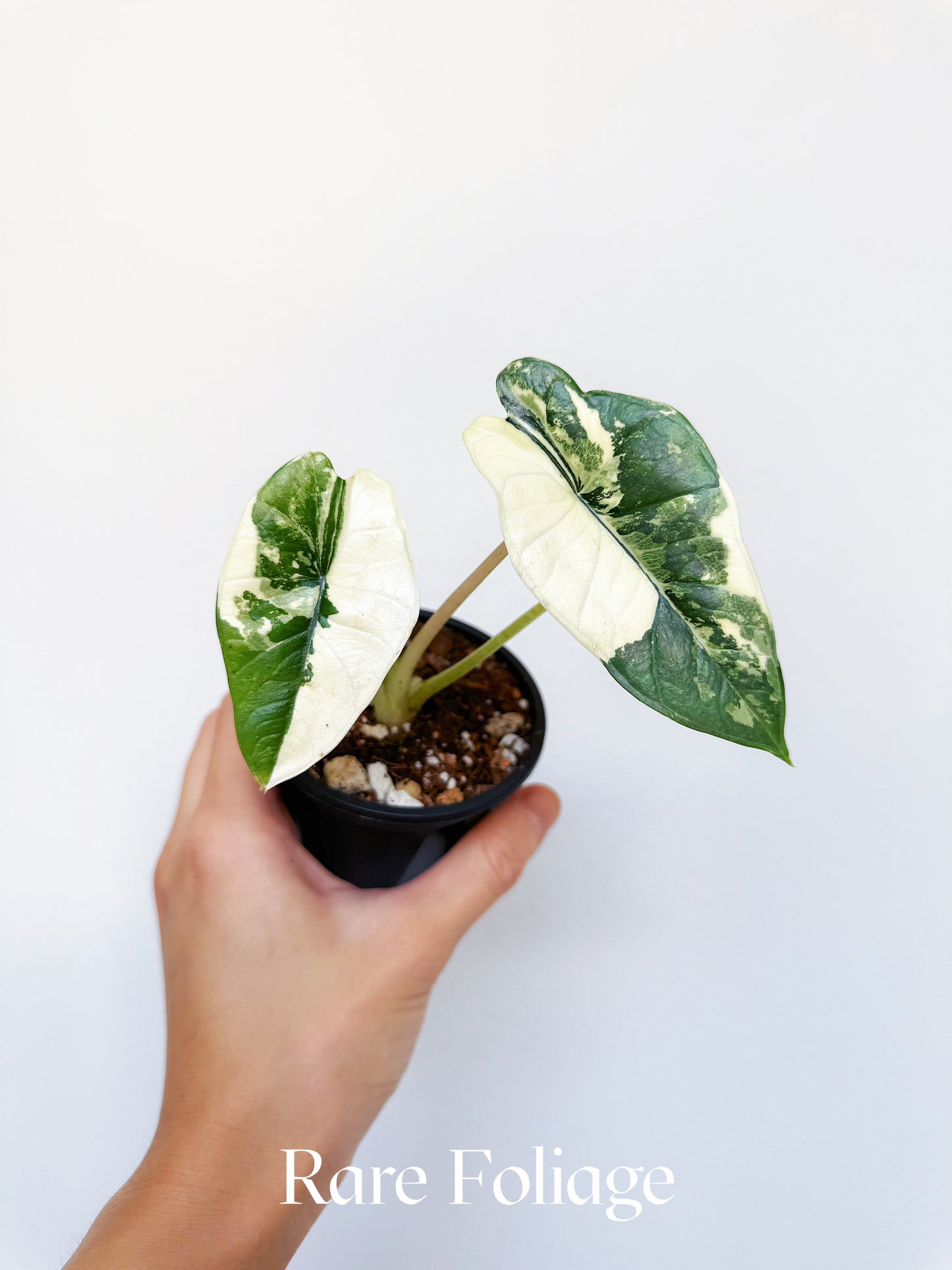 Alocasia Platinum Bisma Albo Variegated 3" Exact Plant