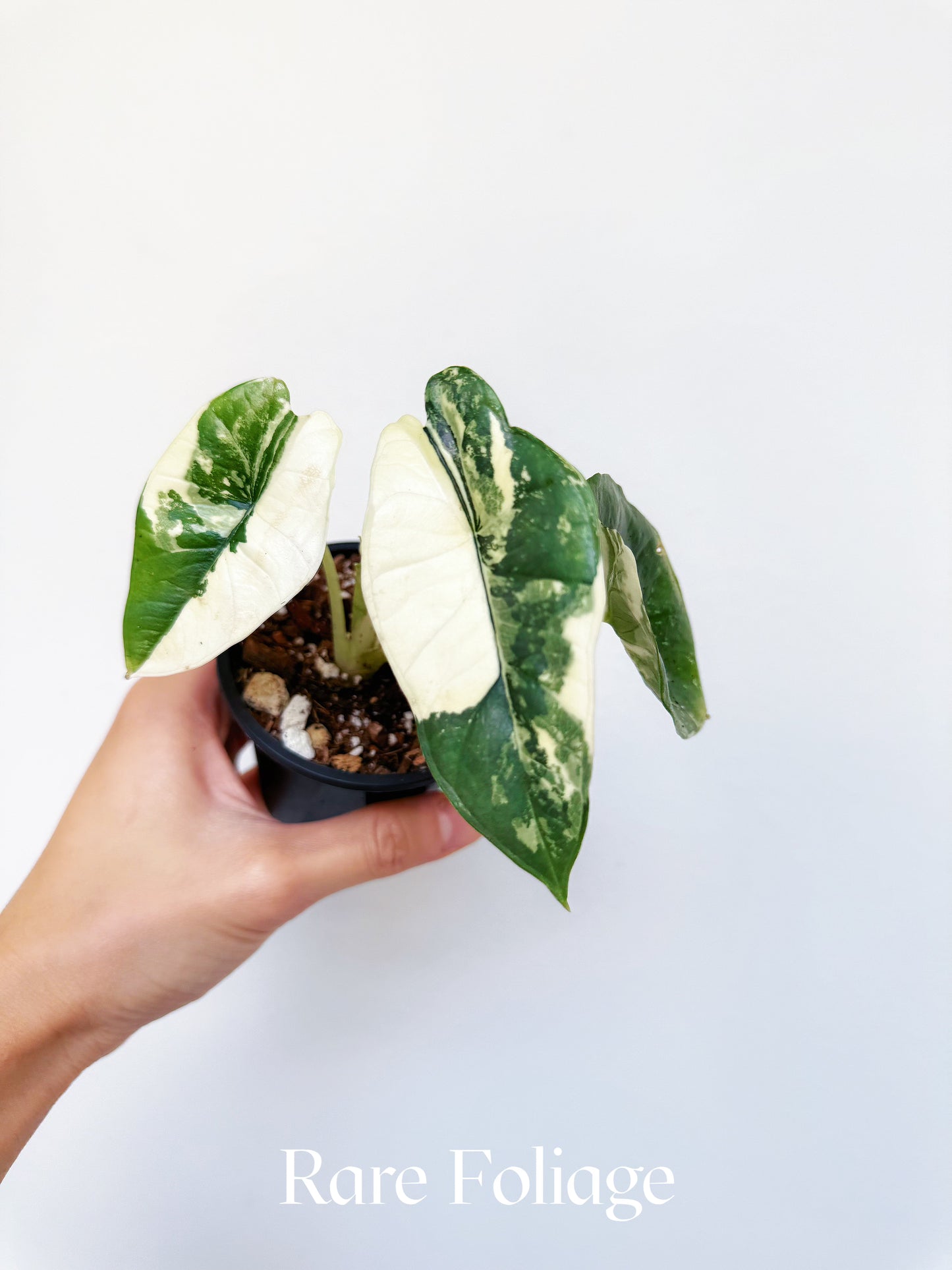 Alocasia Platinum Bisma Albo Variegated 3" Exact Plant
