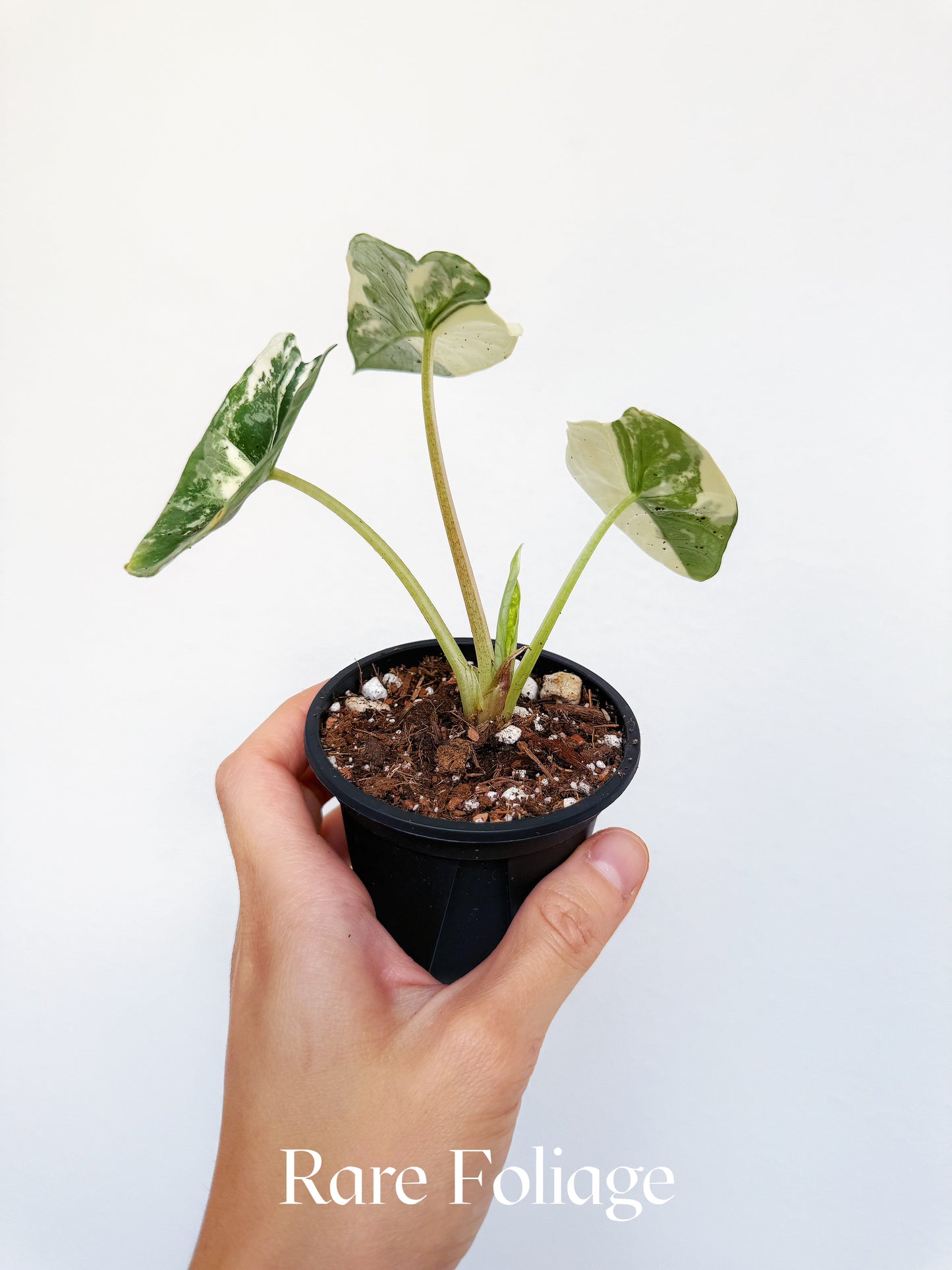 Alocasia Platinum Bisma Albo Variegated 3" Exact Plant