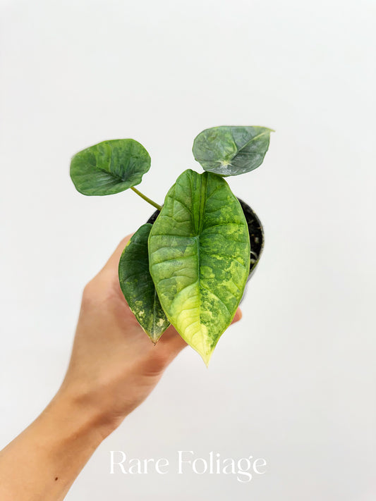 Alocasia Platinum Variegated 3” Exact Plant
