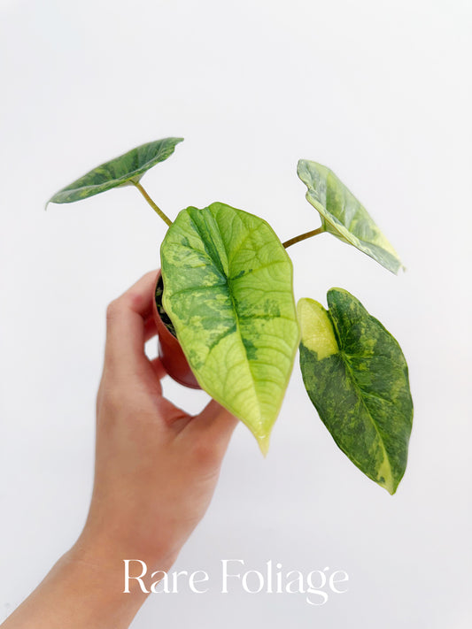 Alocasia Platinum Variegated 2” Exact Plant