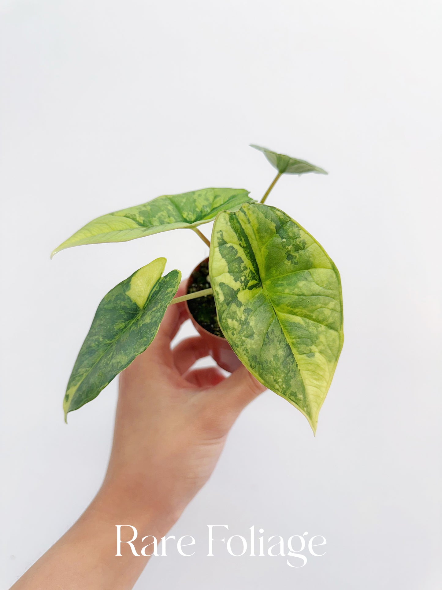 Alocasia Platinum Variegated 2” Exact Plant