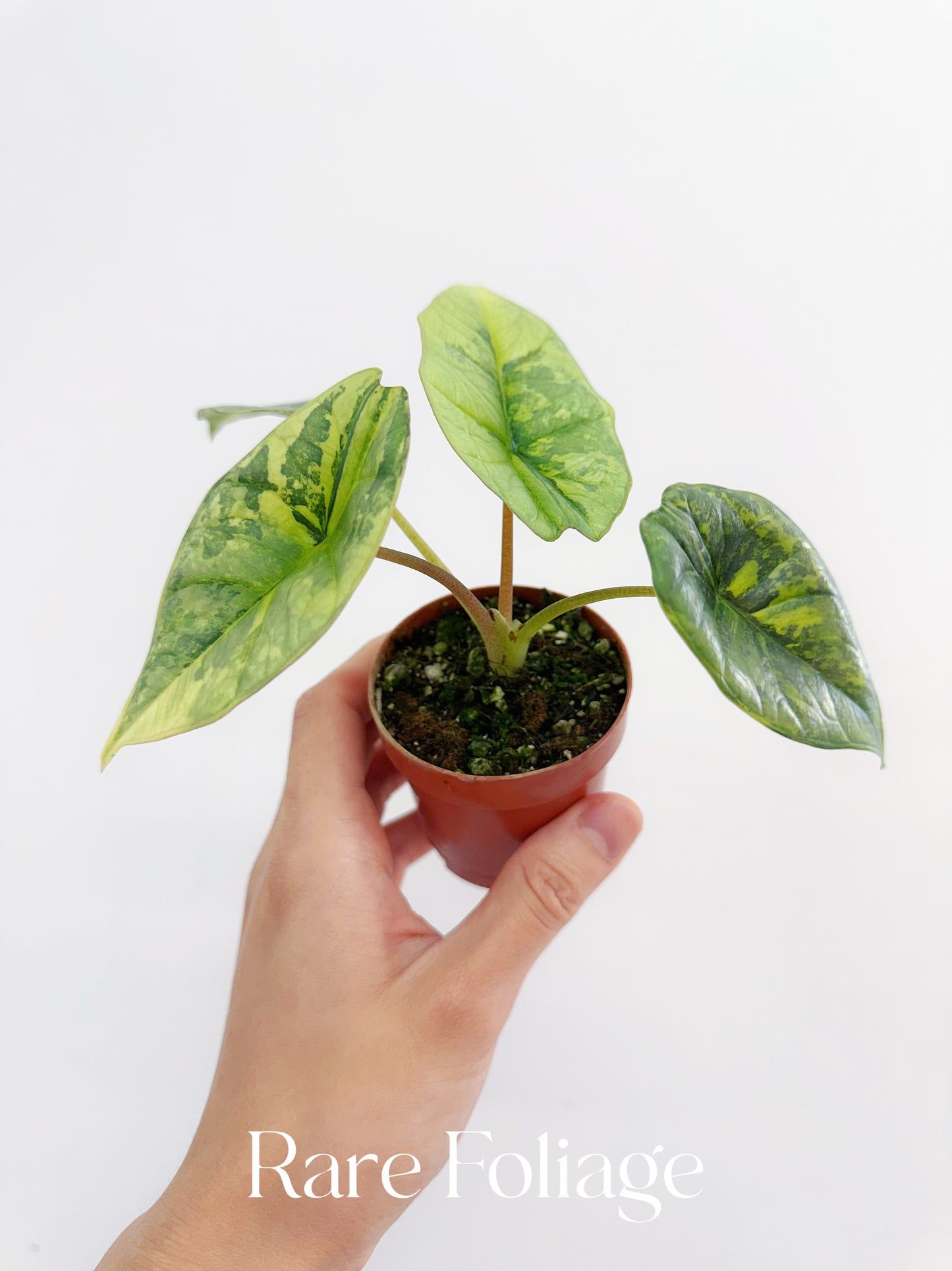 Alocasia Platinum Variegated 2” Exact Plant