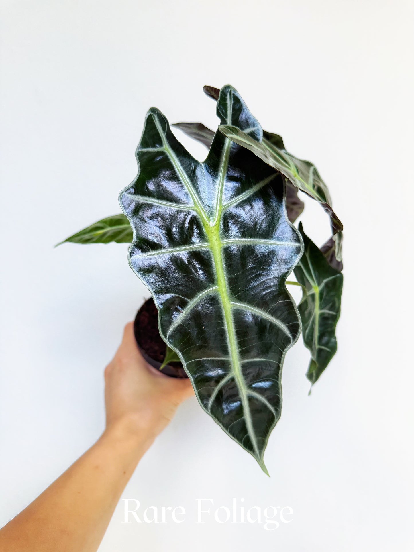 Alocasia Polly 4"