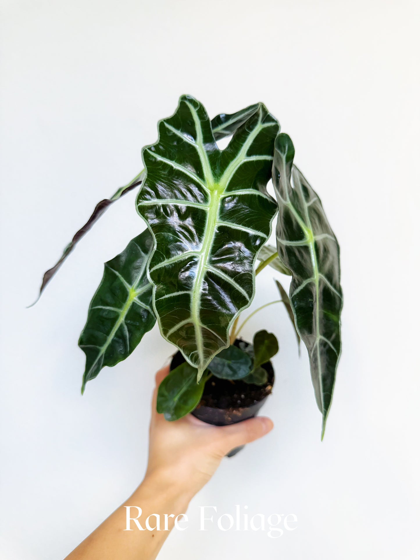 Alocasia Polly 4"