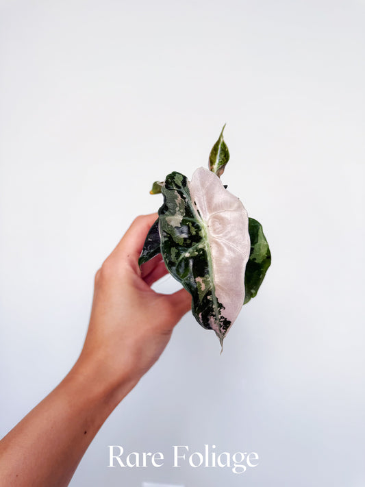 Alocasia Polly Pink Variegated 2”