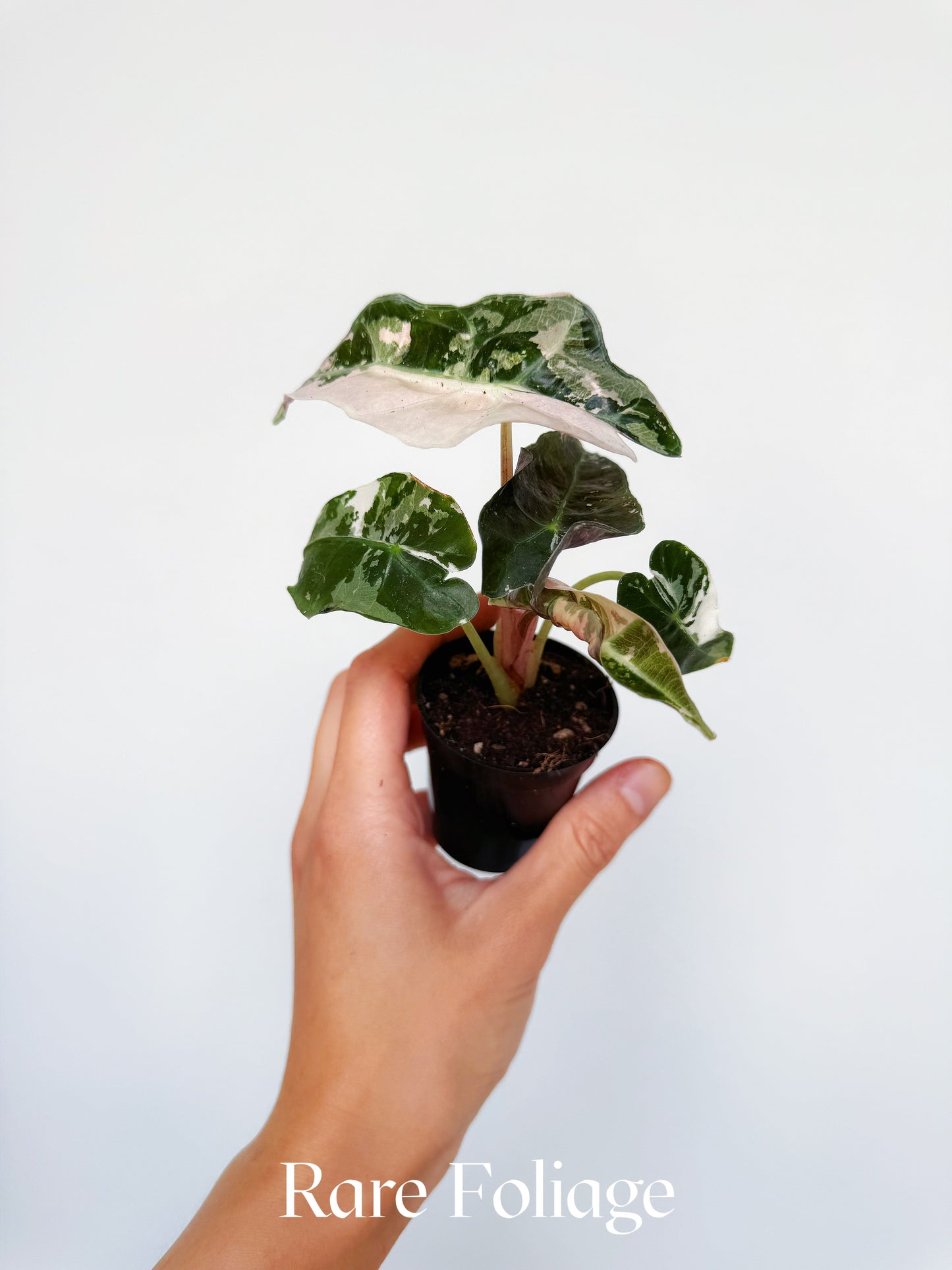 Alocasia Polly Pink Variegated 2”