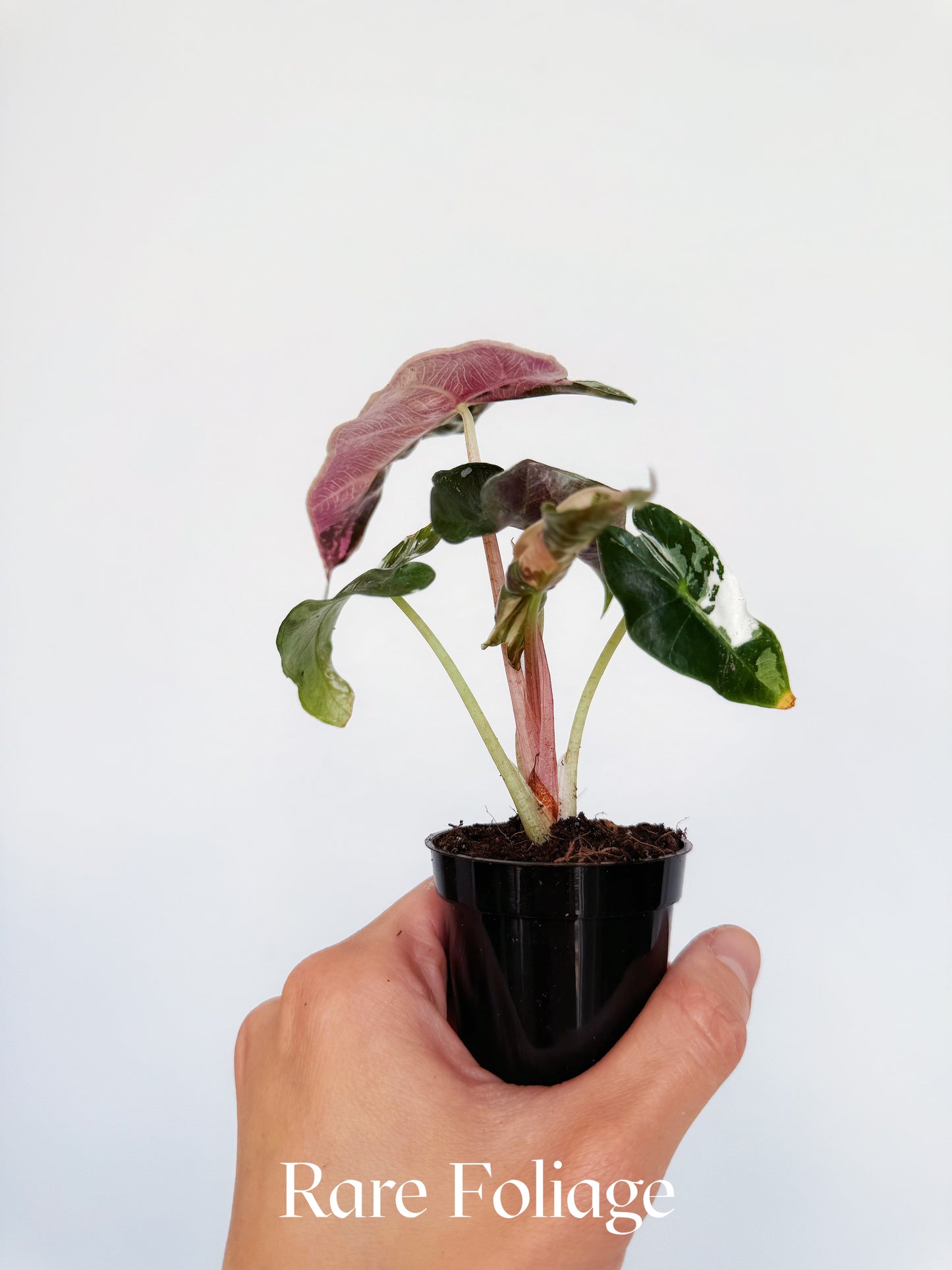 Alocasia Polly Pink Variegated 2”