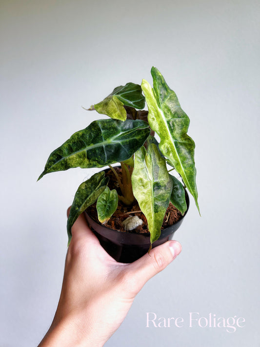 Alocasia Polly Pink Mint Variegated 4"