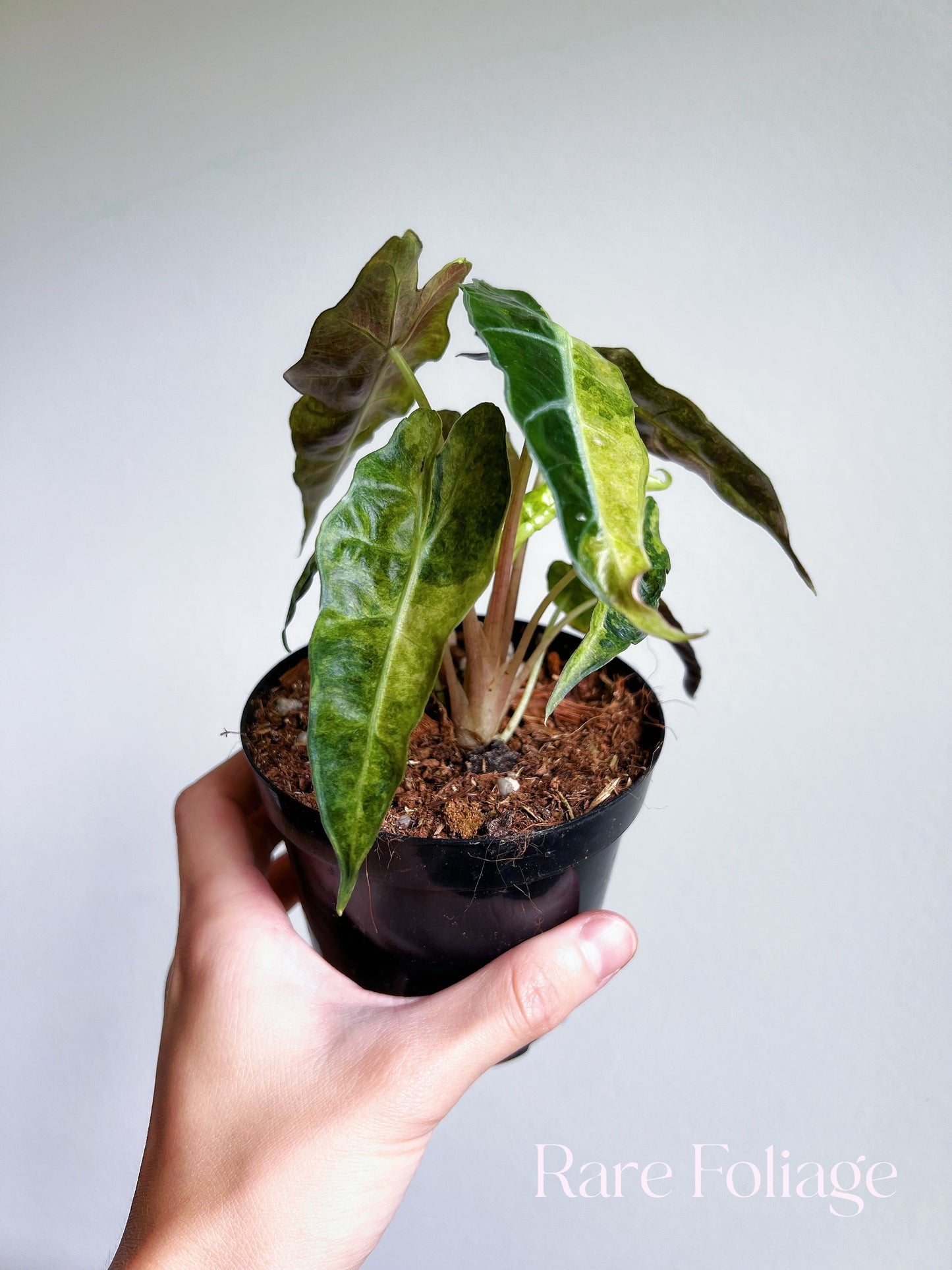 Alocasia Polly Pink Mint Variegated 4"