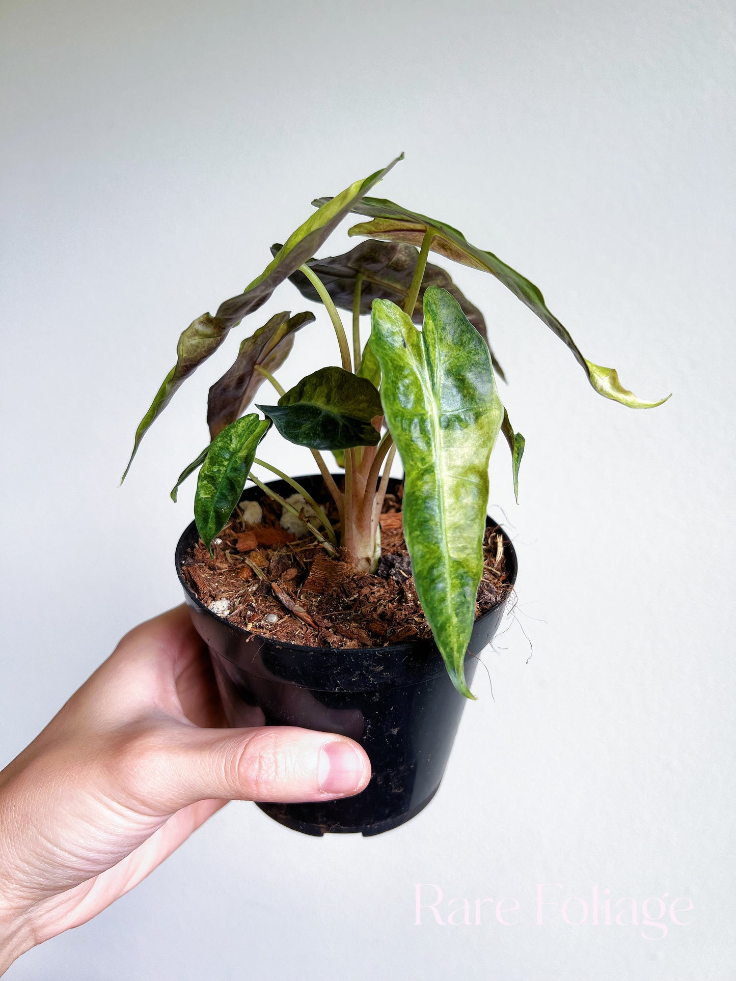 Alocasia Polly Pink Mint Variegated 4"