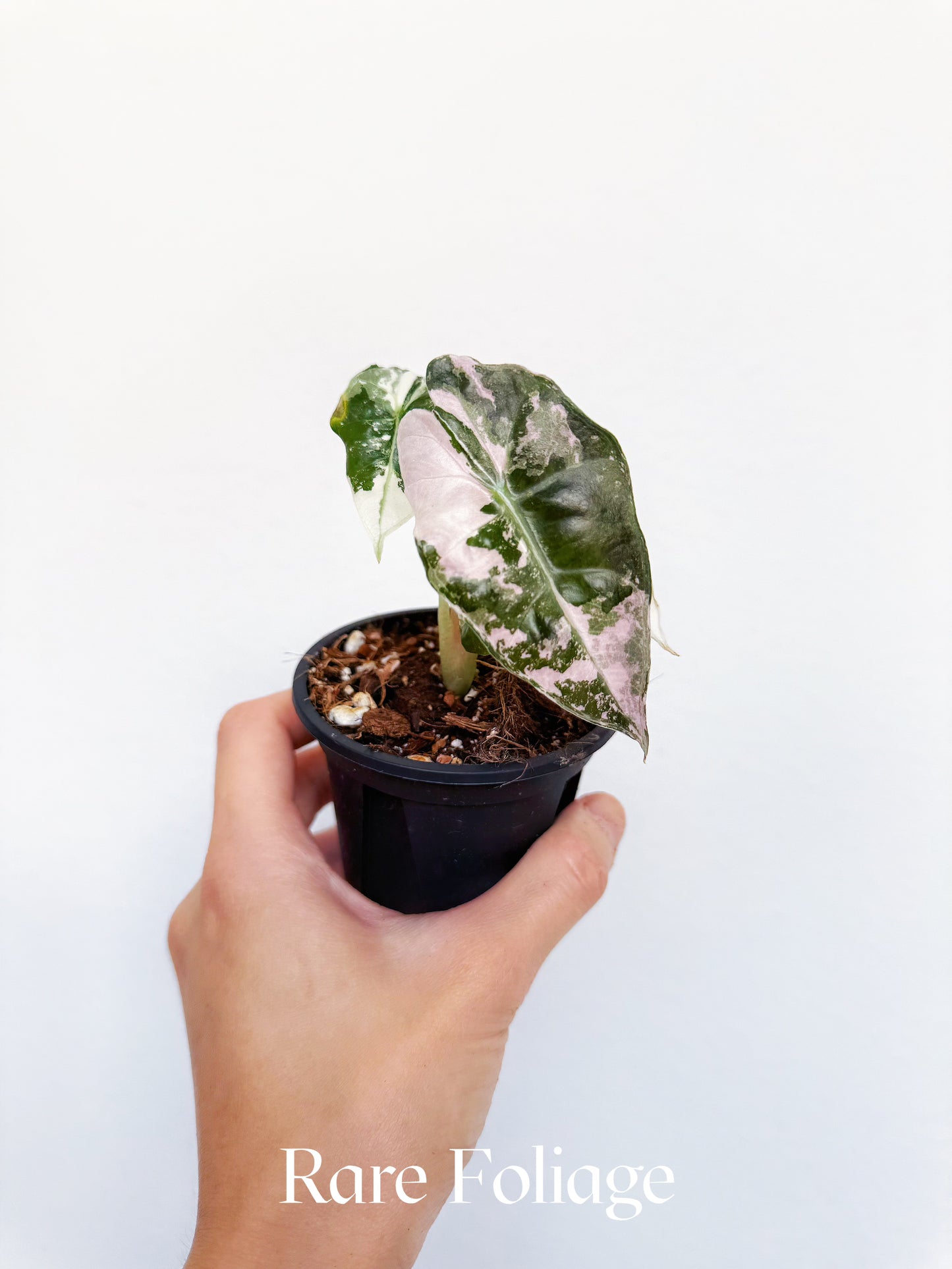Alocasia Polly Pink Snow Variegated 3”
