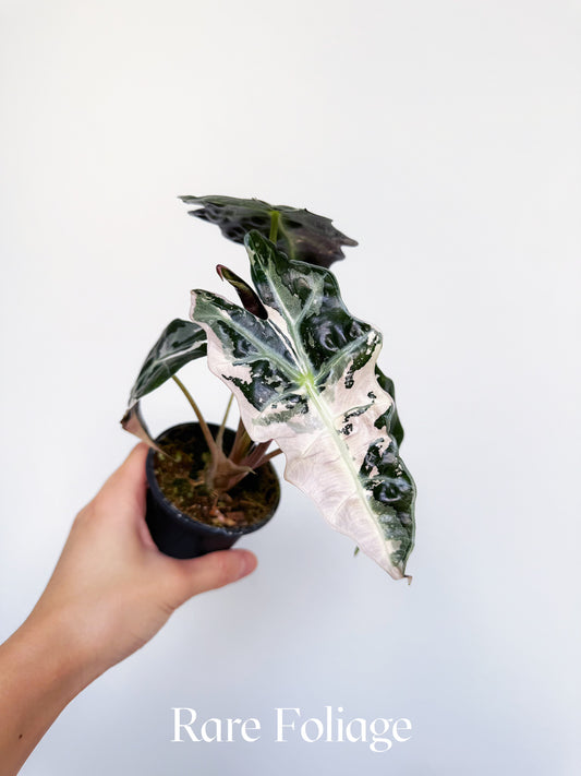 Alocasia Polly Pink Variegated 3"