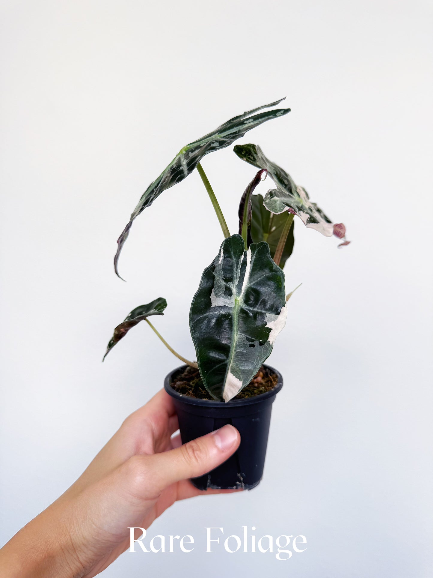 Alocasia Polly Pink Variegated 3"