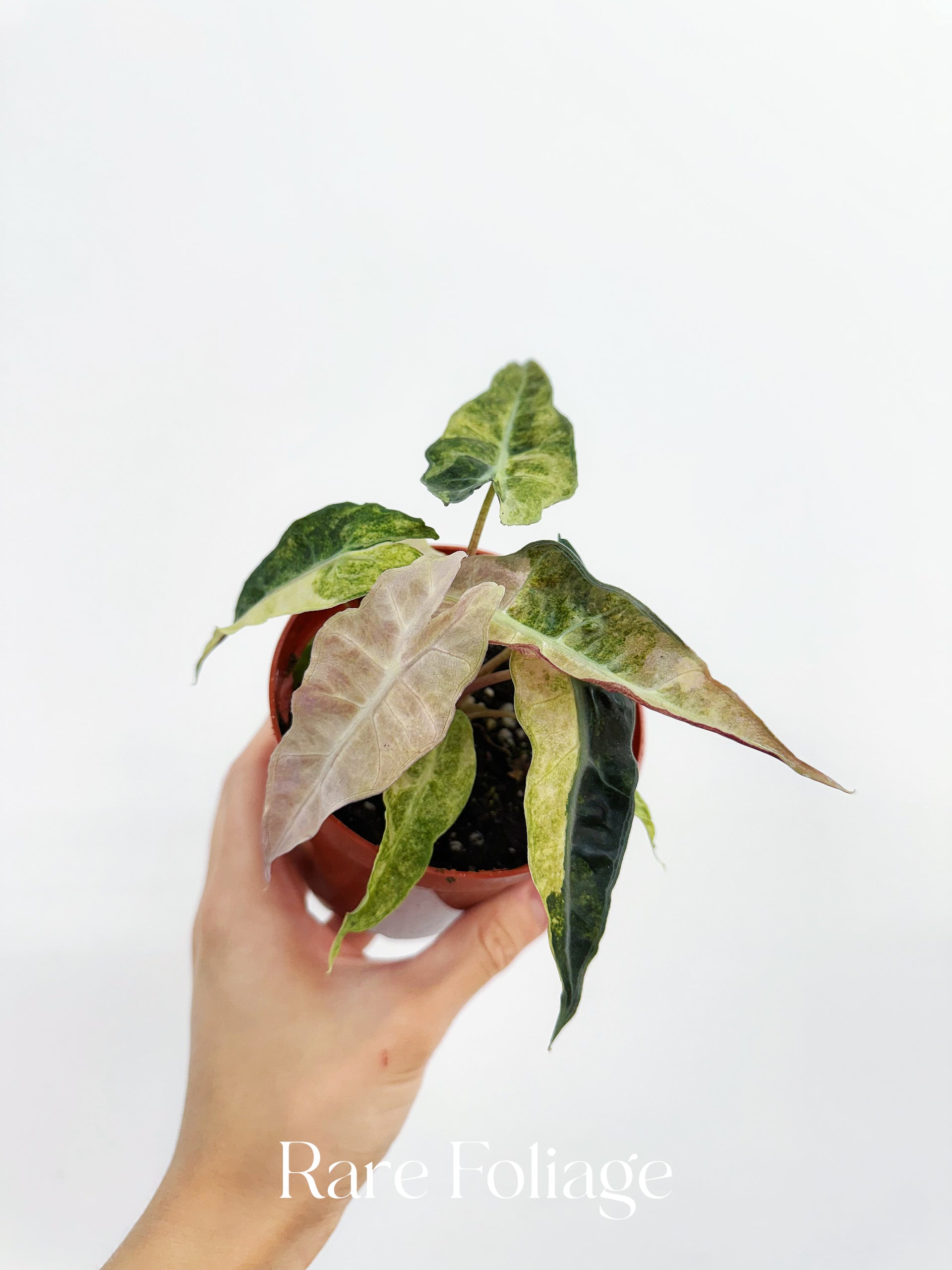 Alocasia Amazonica Polly Pink varigated② Alocasia Polly Pink Mint