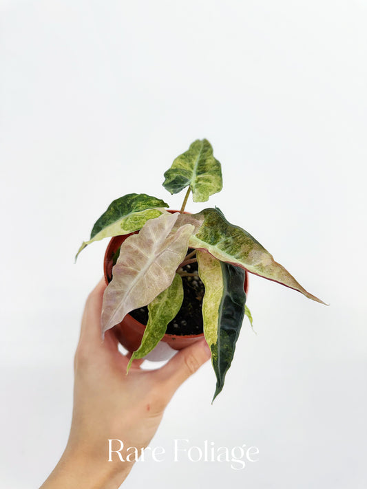 Alocasia Polly Pink Mint Variegated 4"