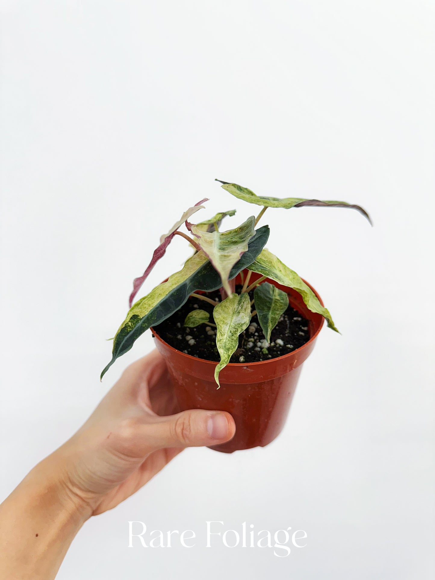 Alocasia Polly Pink Mint Variegated 4"