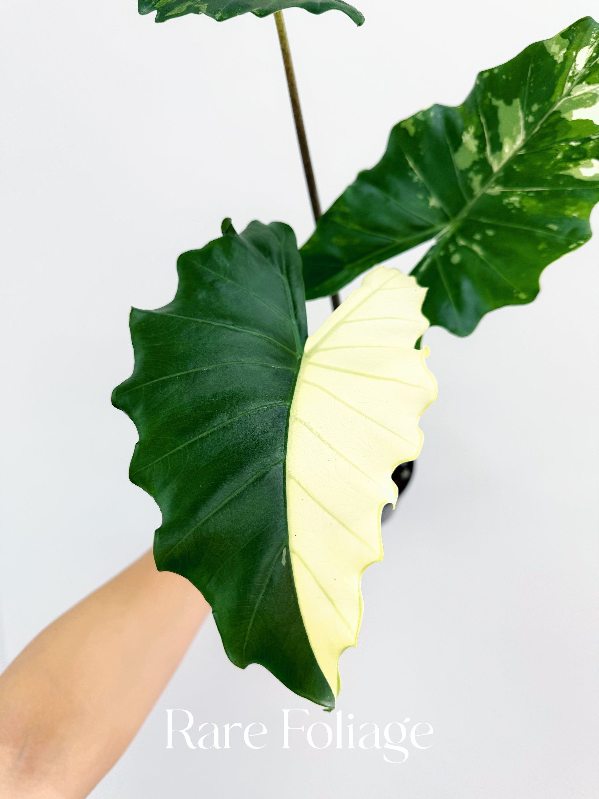 Alocasia Portora Albo Variegated 4” Exact Plant – Rare Foliage Alocasia Portora Albo Variegated 4” Exact Plant – Rare Foliage