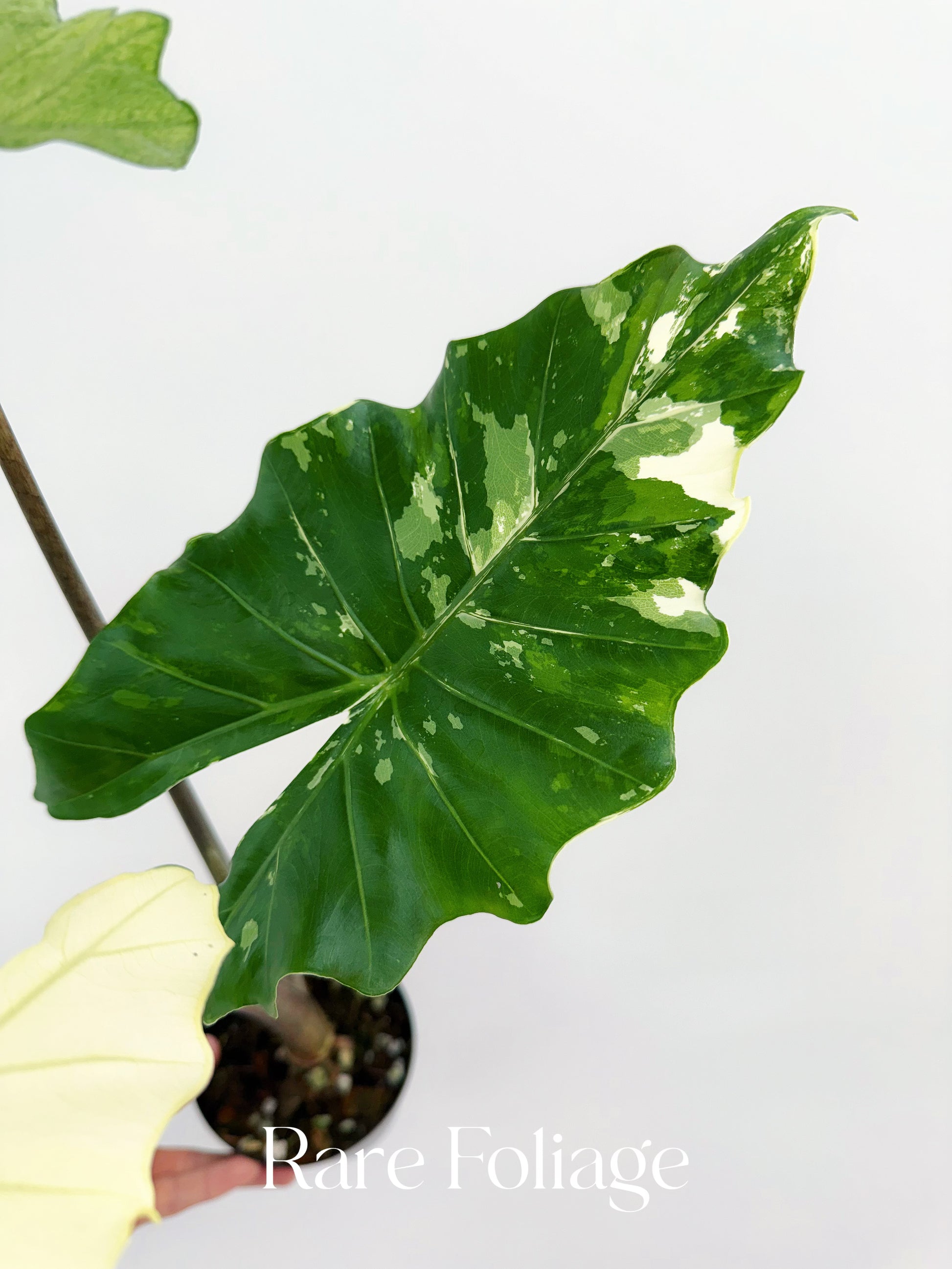 Alocasia Portora Albo Variegated 4” Exact Plant – Rare Foliage Alocasia Portora Albo Variegated 4” Exact Plant – Rare Foliage