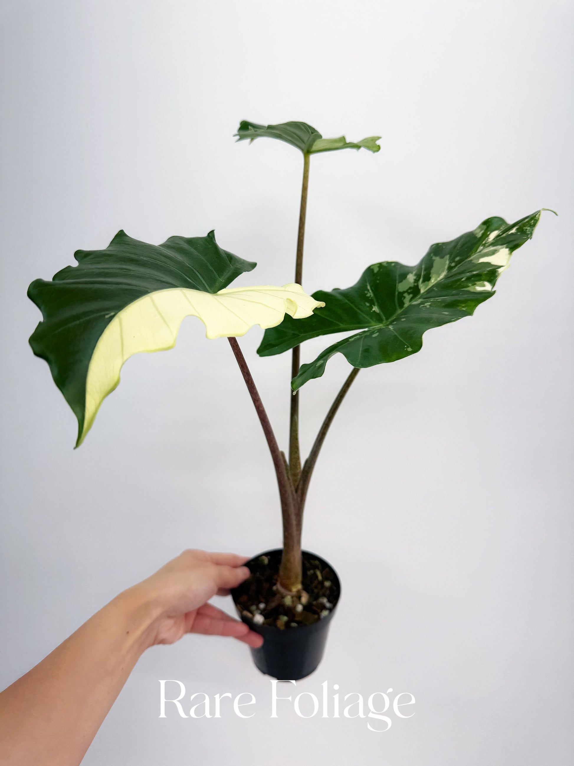 Alocasia Portora Albo Variegated 4” Exact Plant – Rare Foliage Alocasia Portora Albo Variegated 4” Exact Plant – Rare Foliage