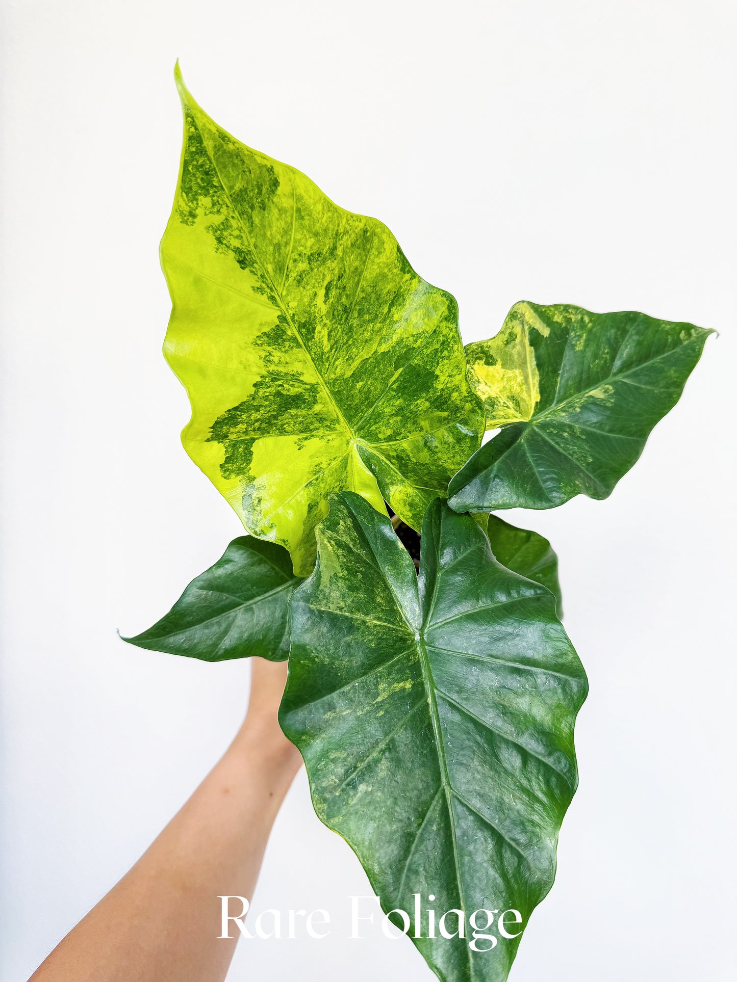 Alocasia Portora Aurea Variegated 4"