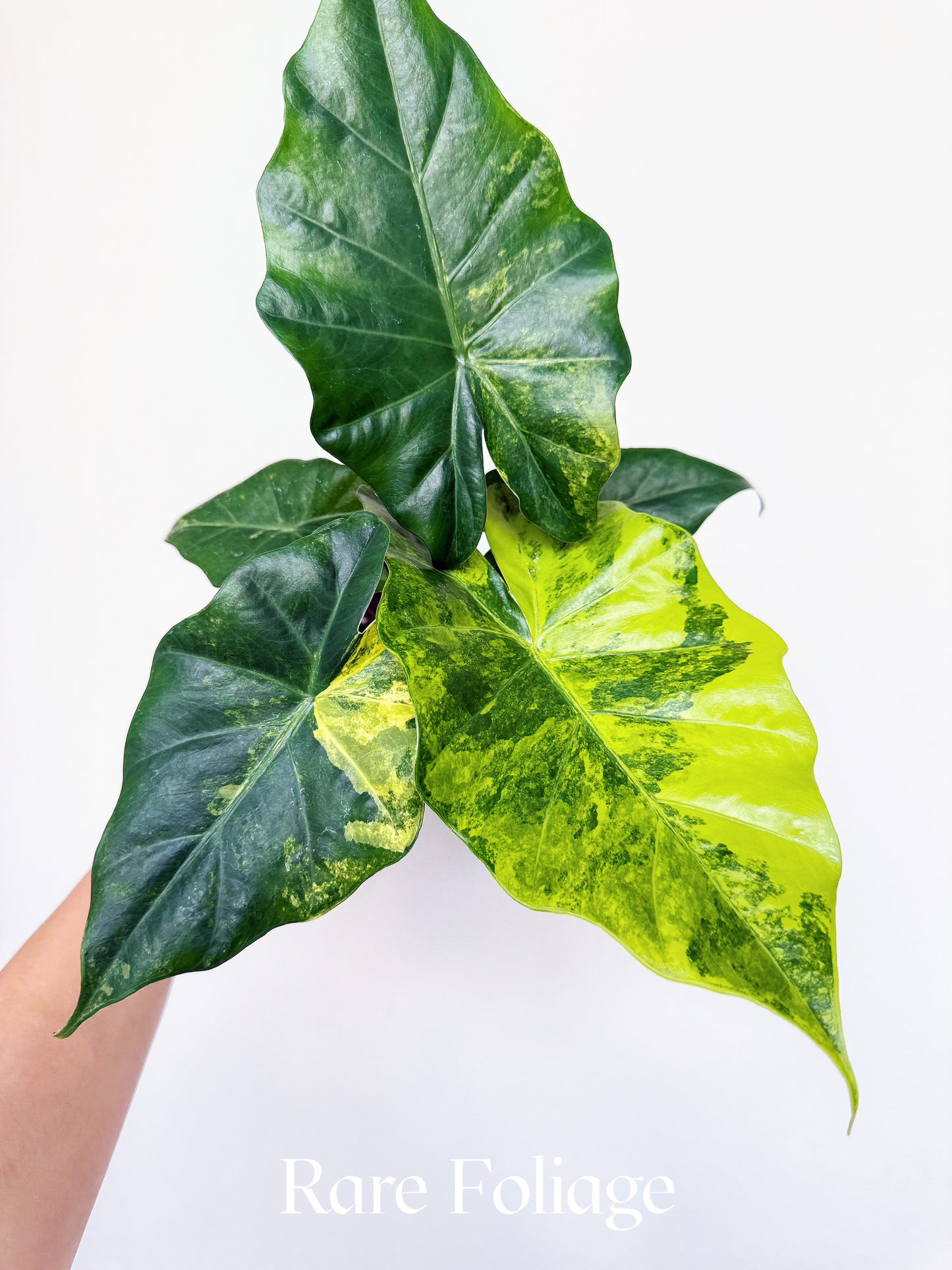 Alocasia Portora Aurea Variegated 4"